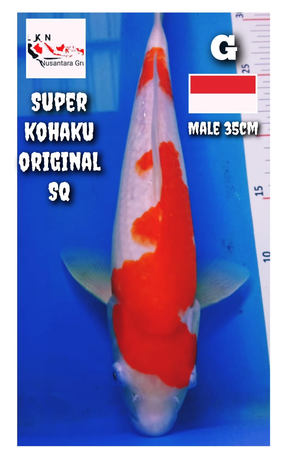 KOHAKU SQ SUPER ORIGINAL MALE LOKASI BOJONEGORO 35cm