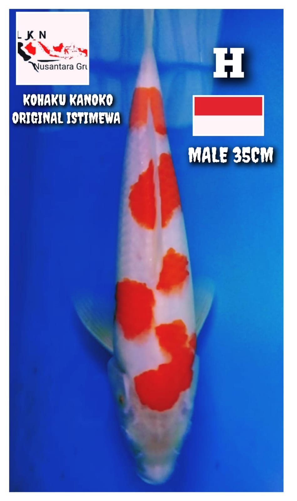 KOHAKU KANOKO SQ ORIGINAL MALE ISTIMEWA LOKASI BOJONEGORO 35cm