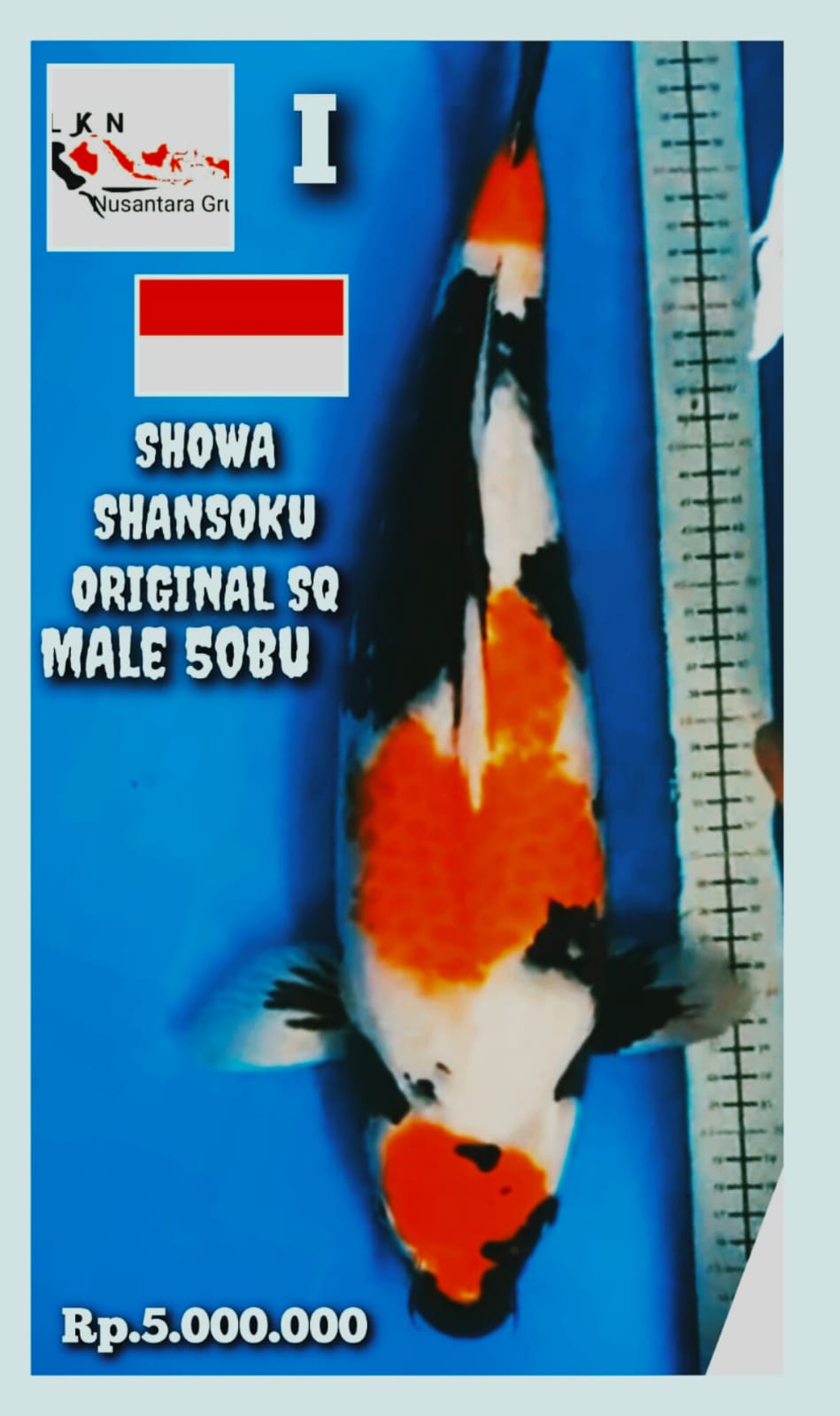 SUPER SHOWA SHANSOKU ORIGINAL IKAN KELAS SULTAN JUMBO MALE LOKASI MAGELANG 50BU 49cm