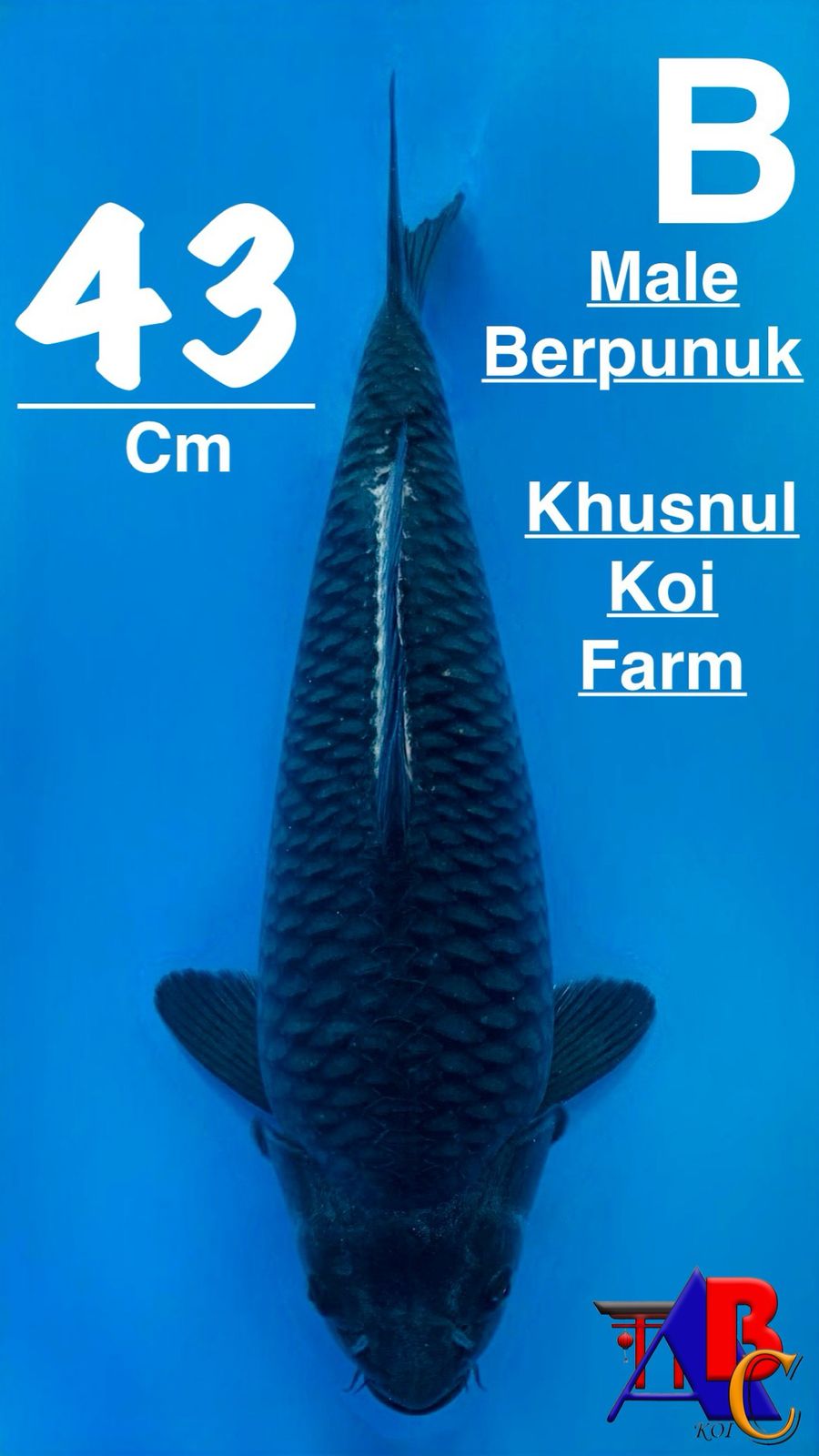 SQ KARASUBULKY BEEPUNUK CALON KINGKONG 43cm