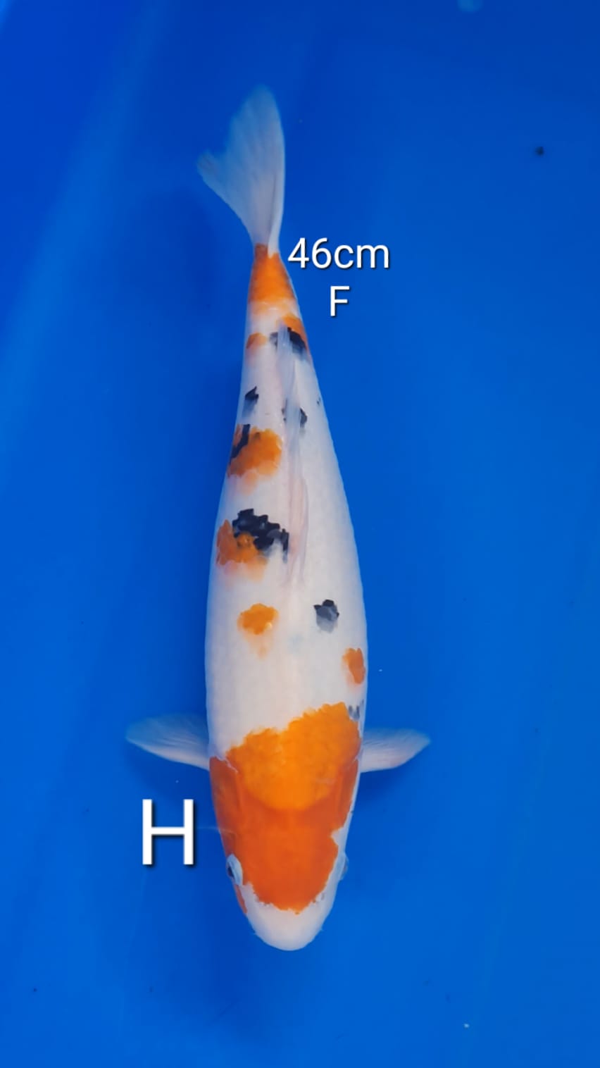 SANKE 46cm