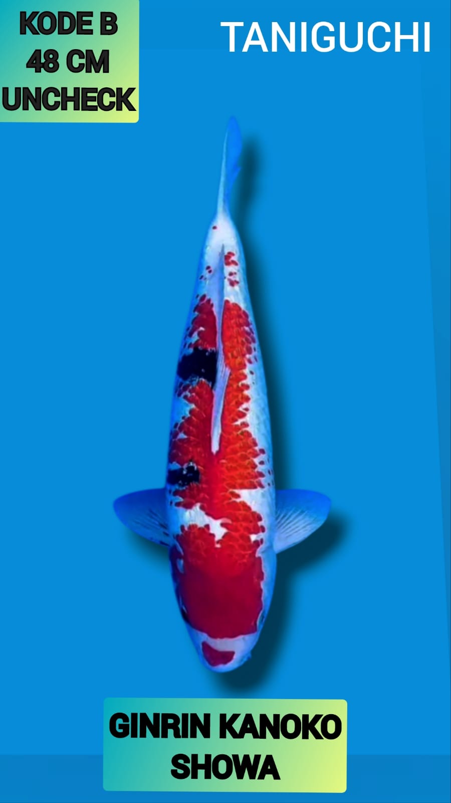 GINRIN KANOKO SHOWA HQ JANTAN 48cm