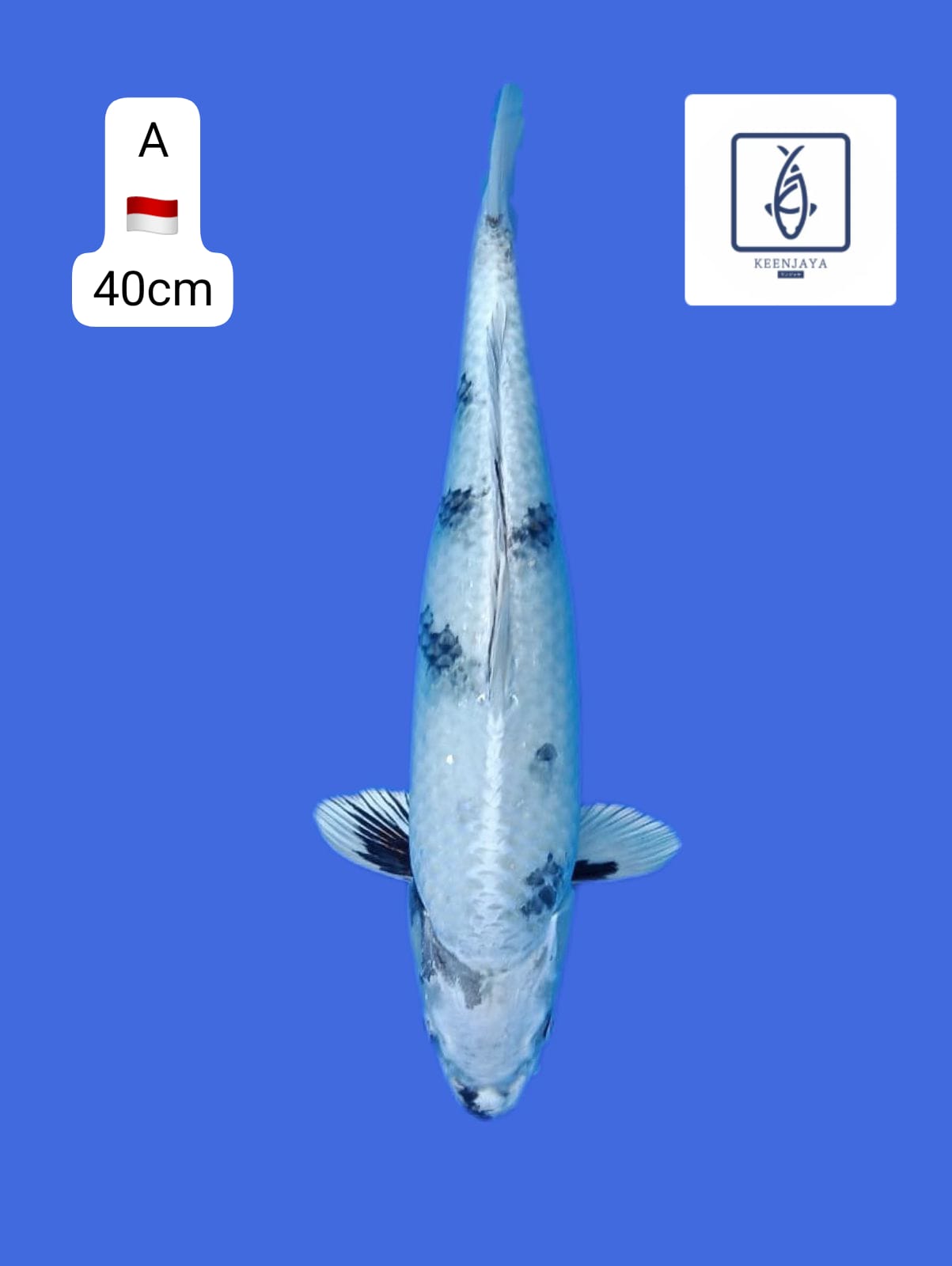 GIN SHIRO IMRONTARO 40cm