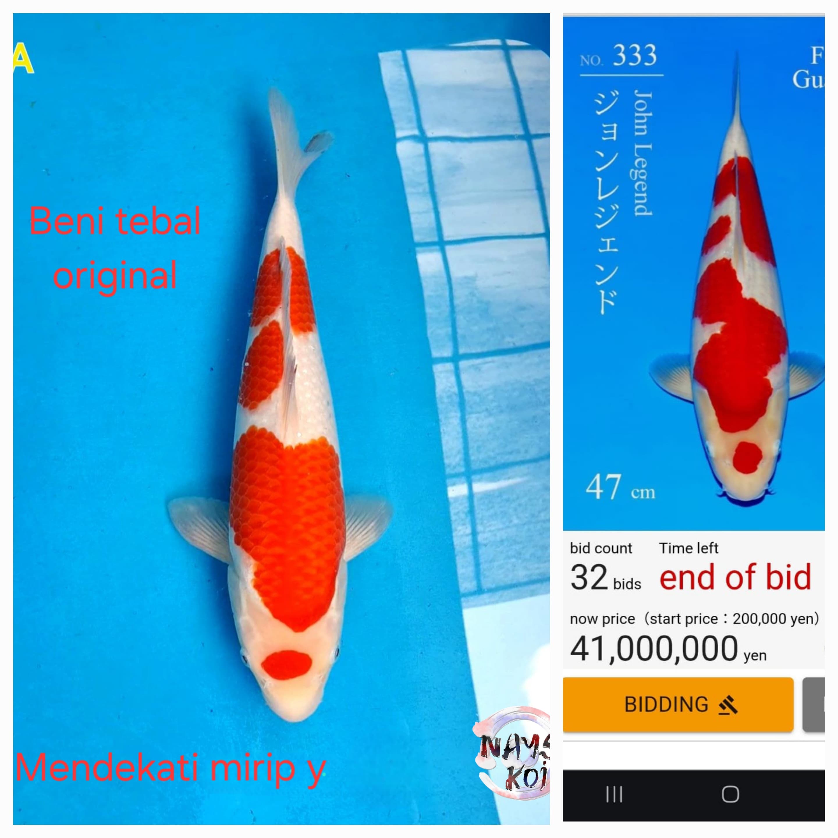 KOHAKU TORAZO HIGH QUALITY 40cm