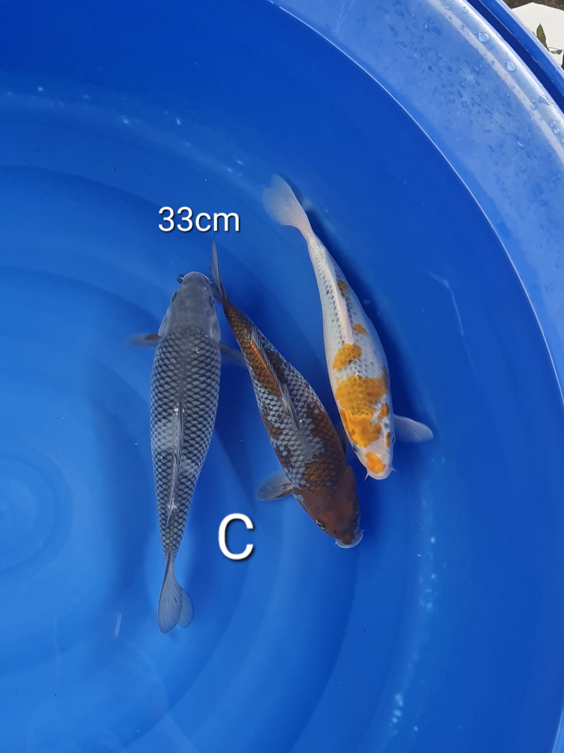 MIX 33cm