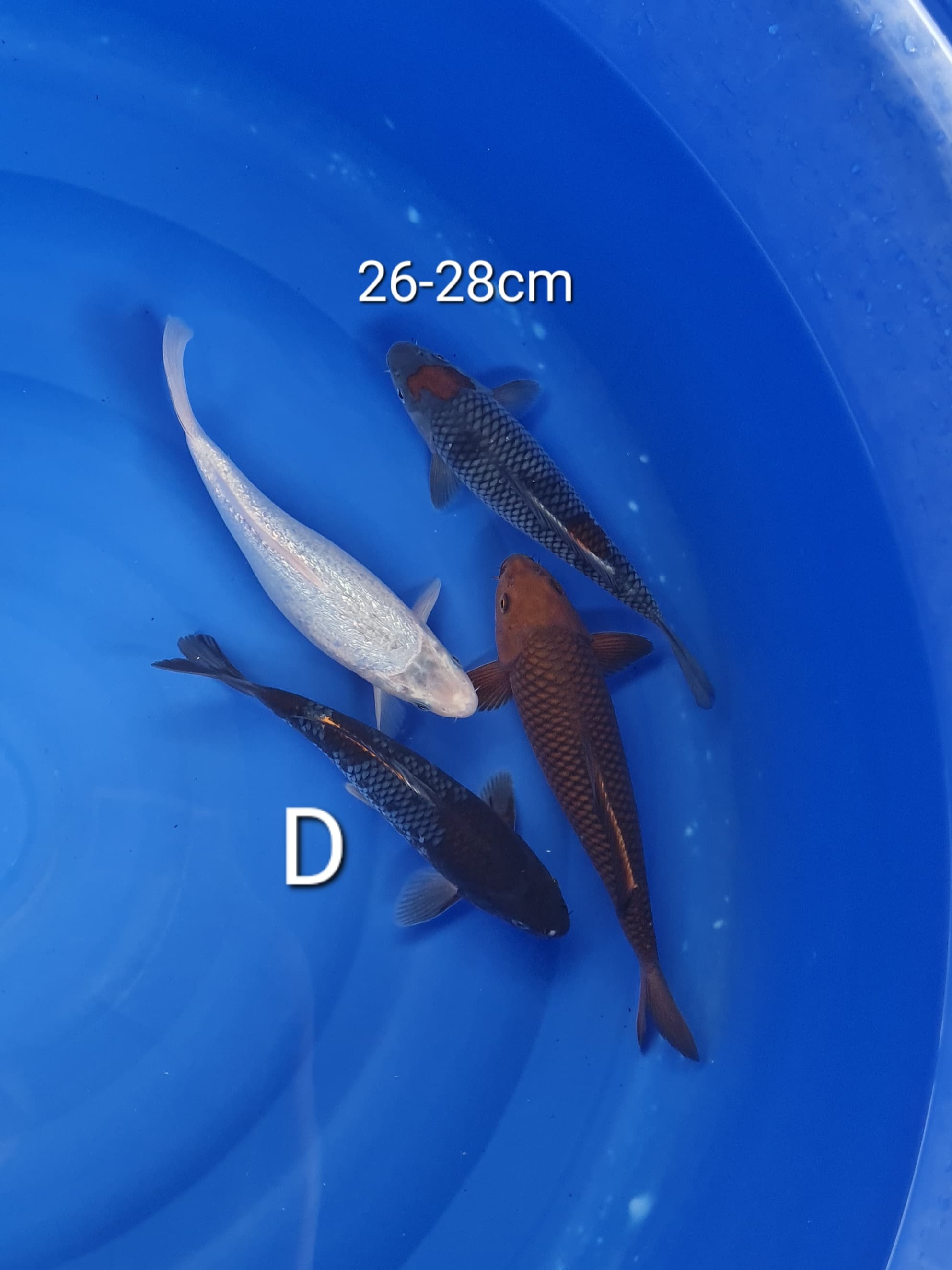MIX 28cm