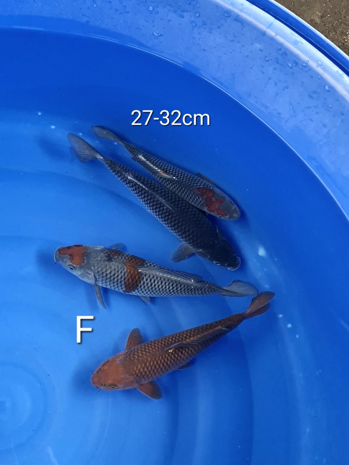 MIX 32cm