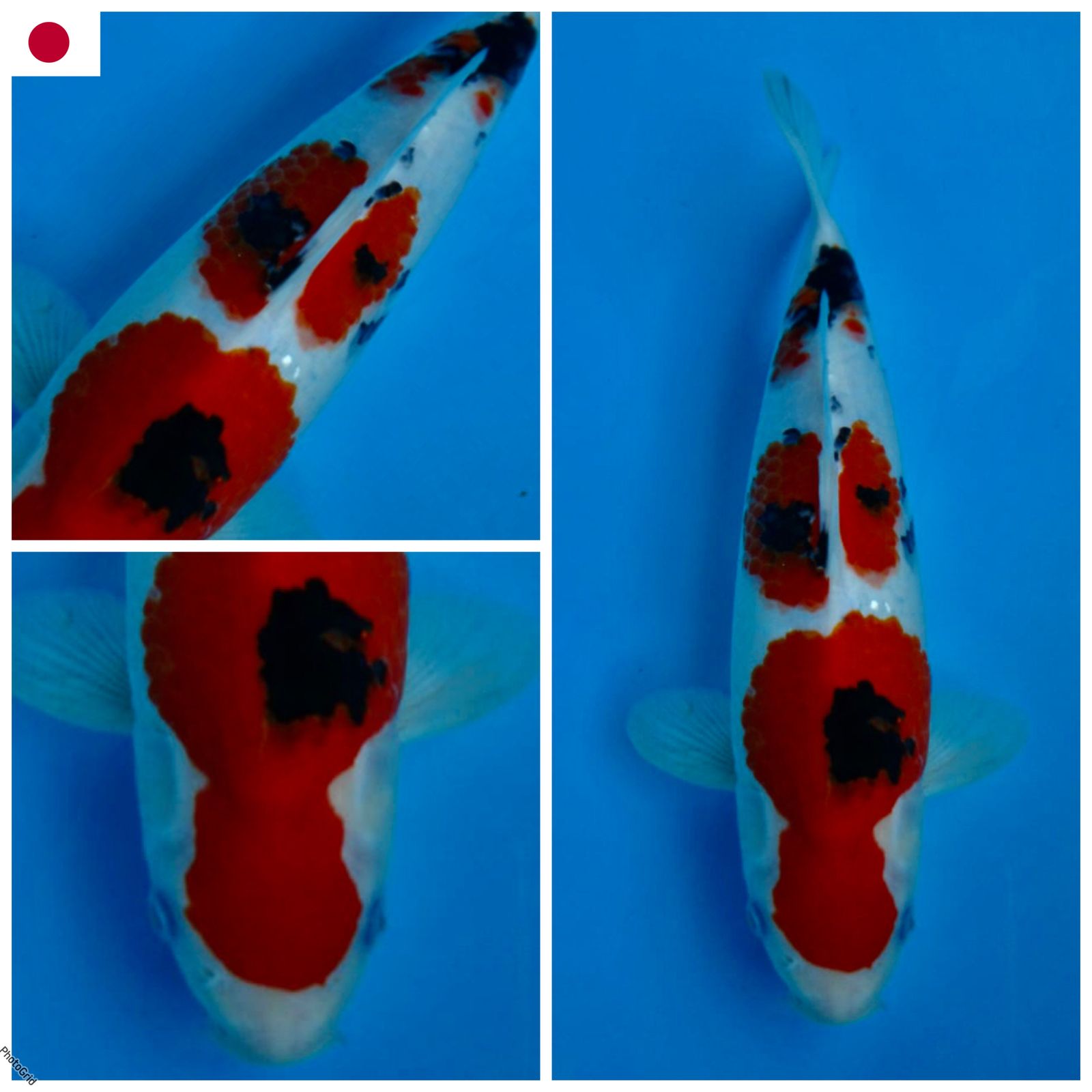 SANKE F1 SAKAI BERPUNUK BADAK MALE 31cm