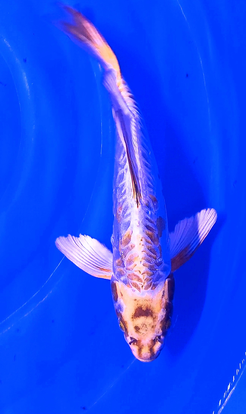GOLD KIKO SLAYER 32cm