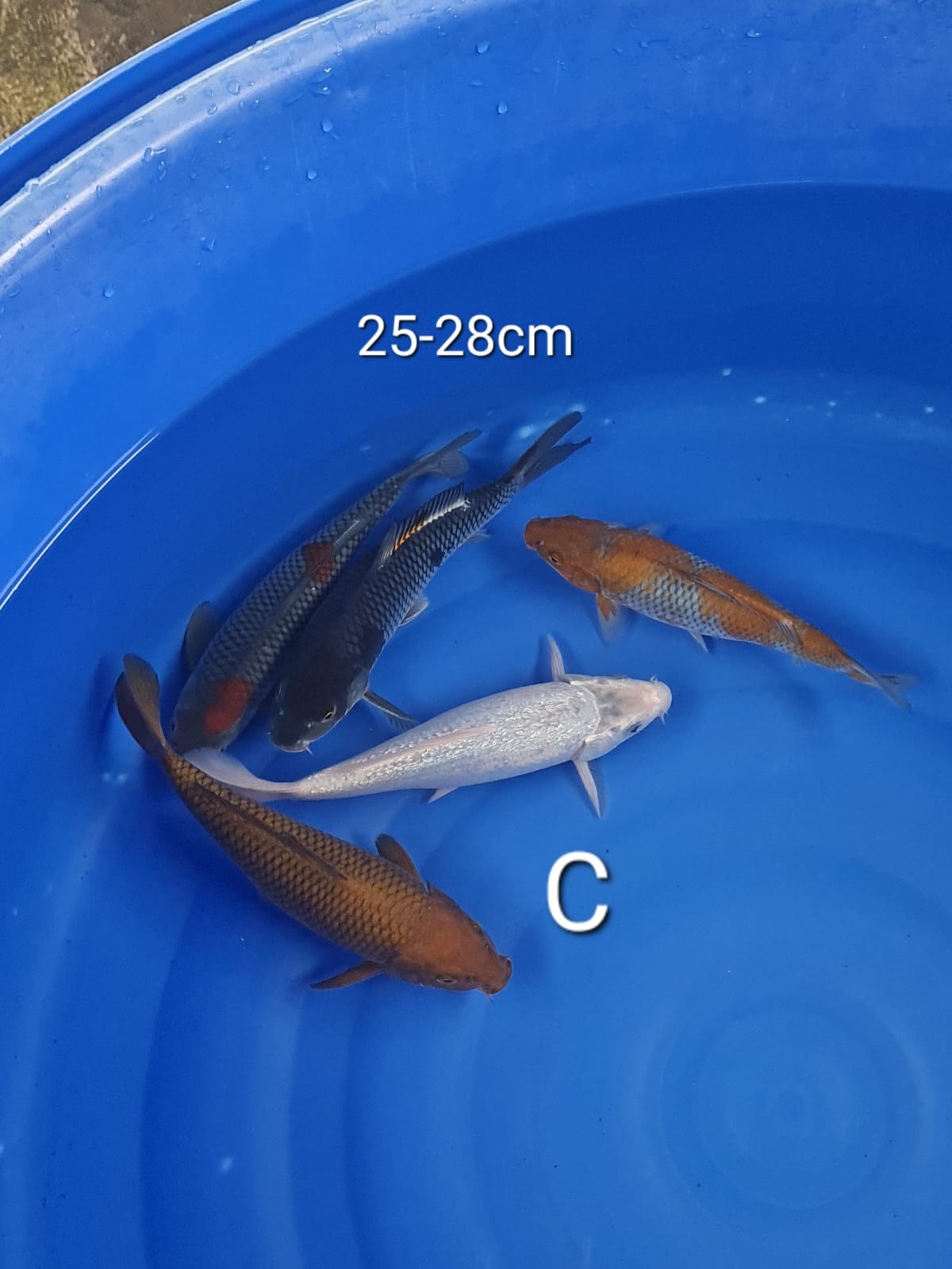 MIX 28cm