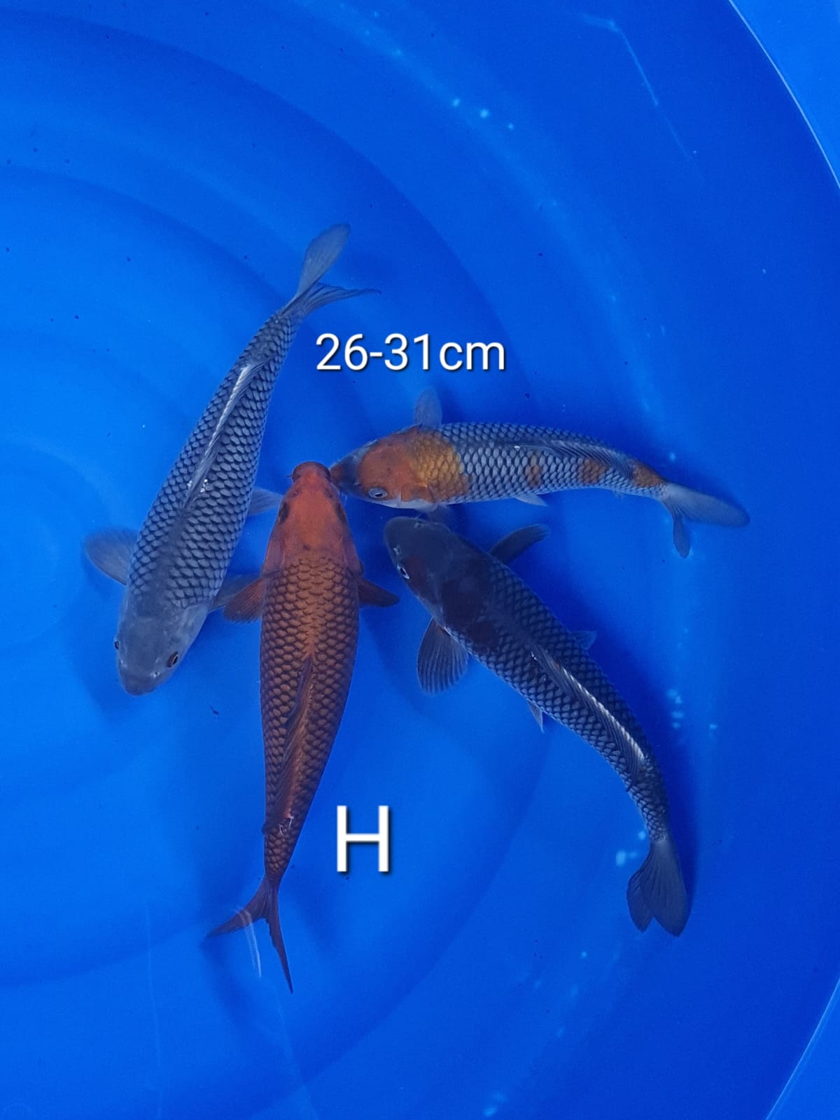MIX 31cm