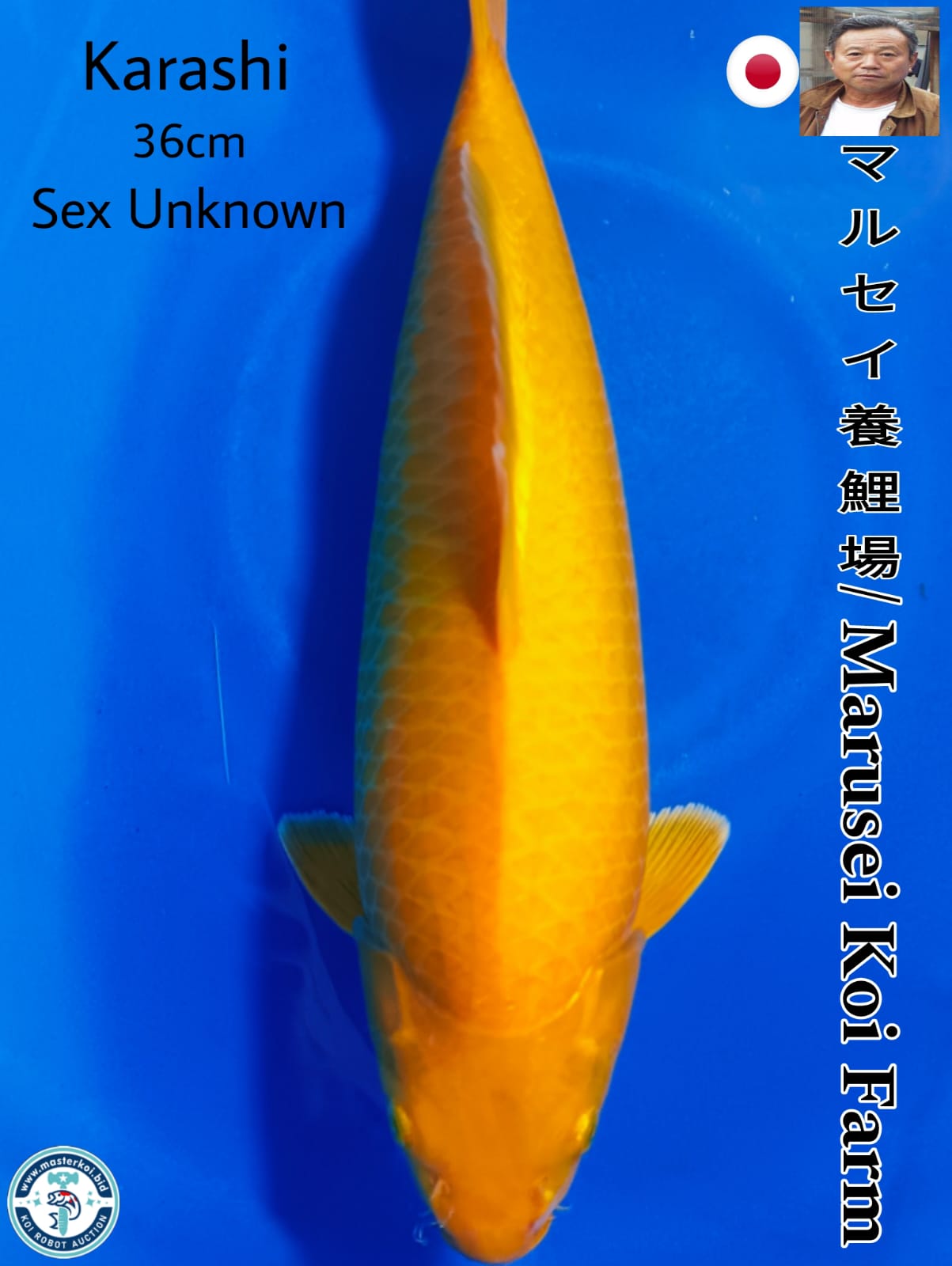 SUPERB KARASHI IMPORT FROM MARUSEI KOI FARM 36cm