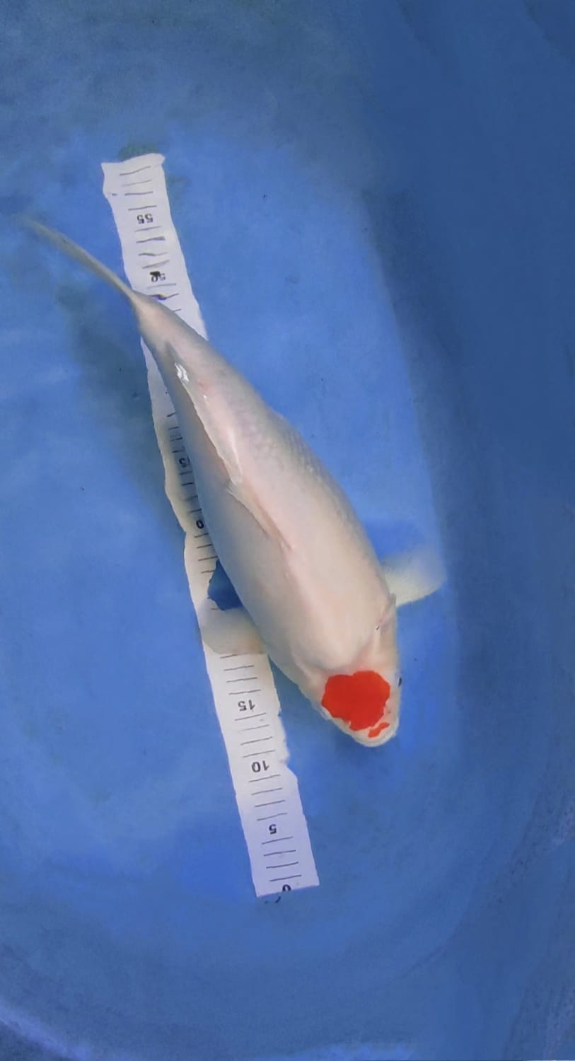 SHORT BODY TANCHO ORIGINAL FEMALE 45cm