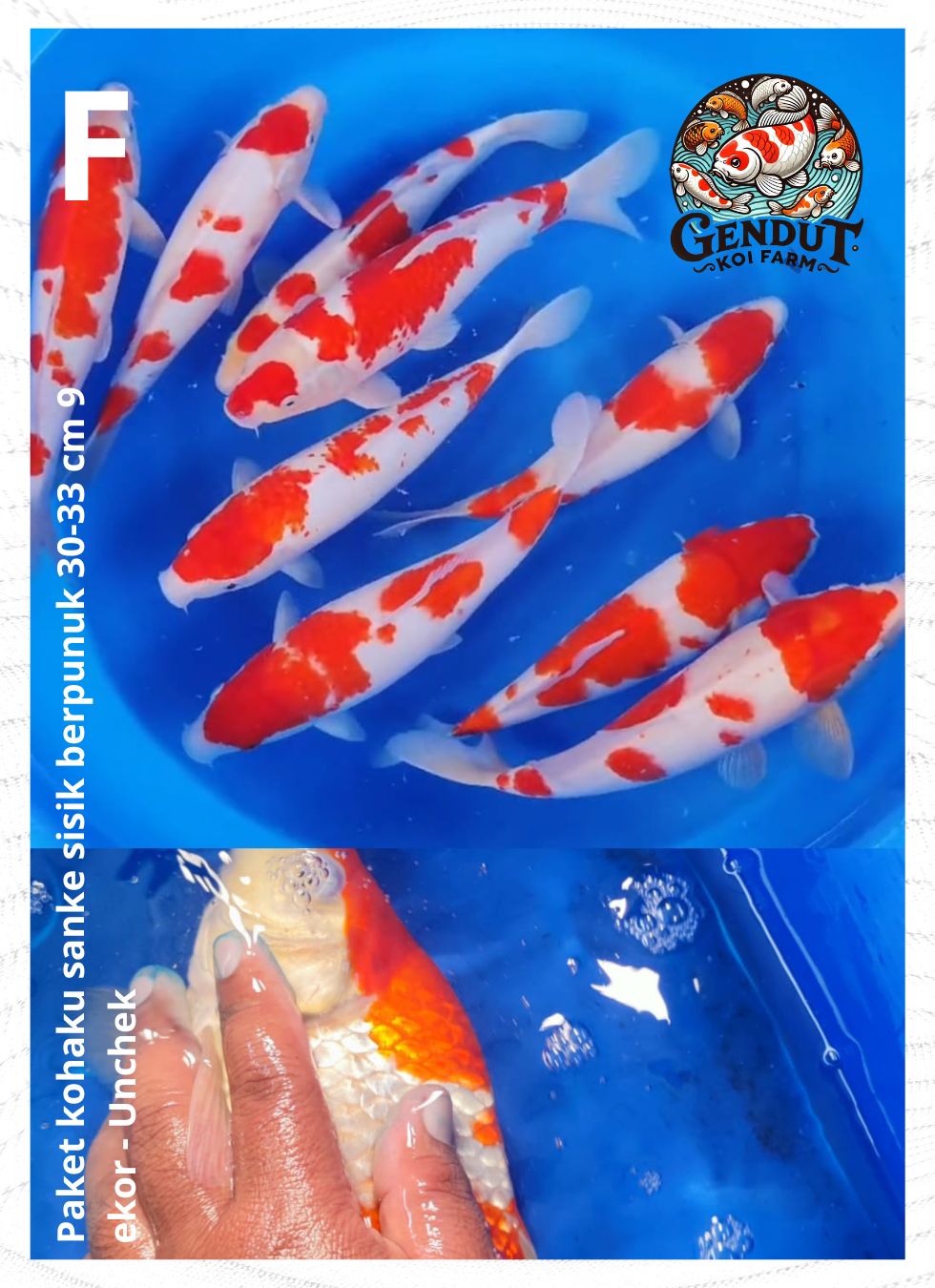 PAKET KOHAKU SANKE SISIK BERPUNUK 30-33cm 9 EKOR