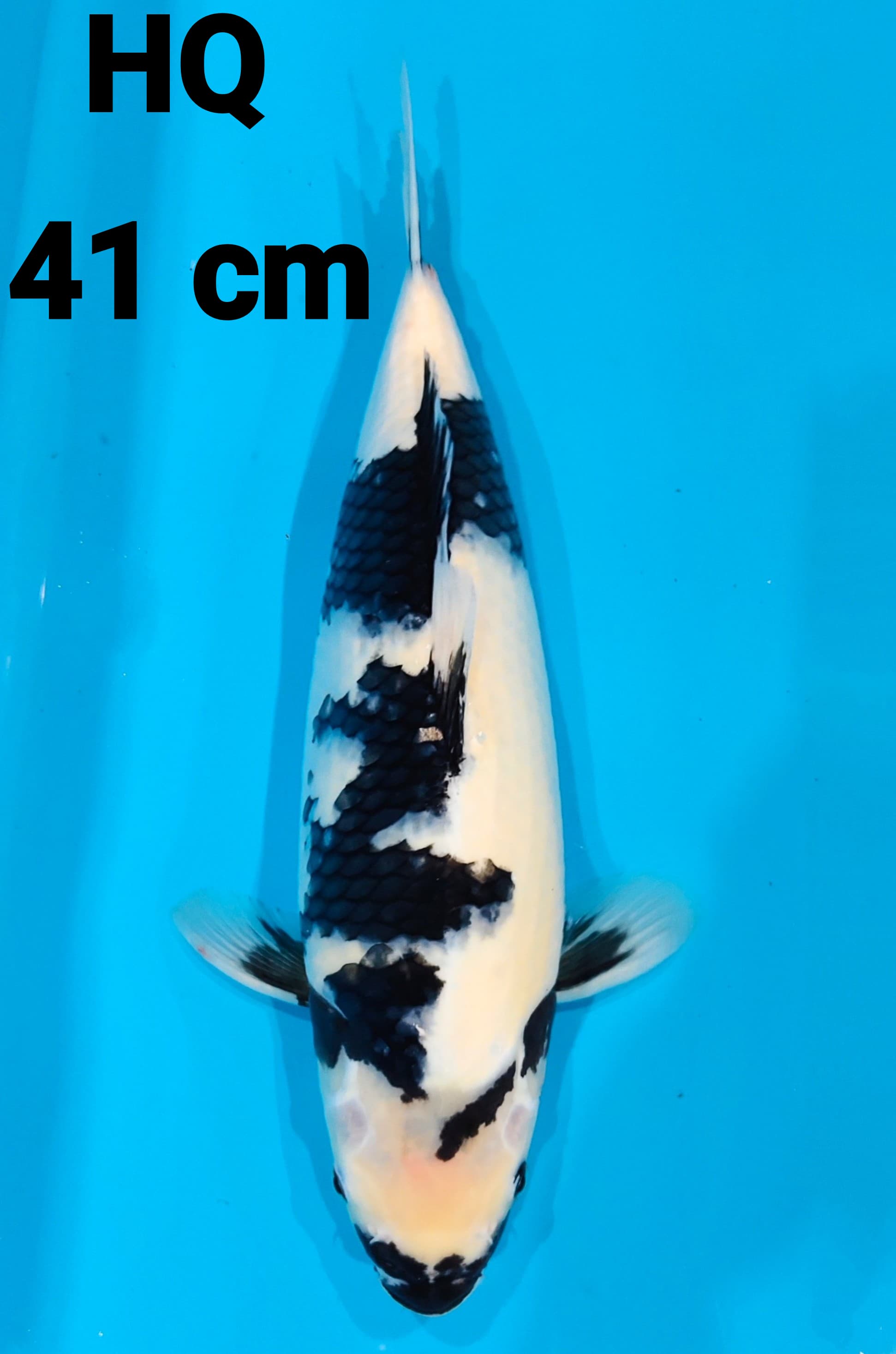 SHIRO HQ 41cm