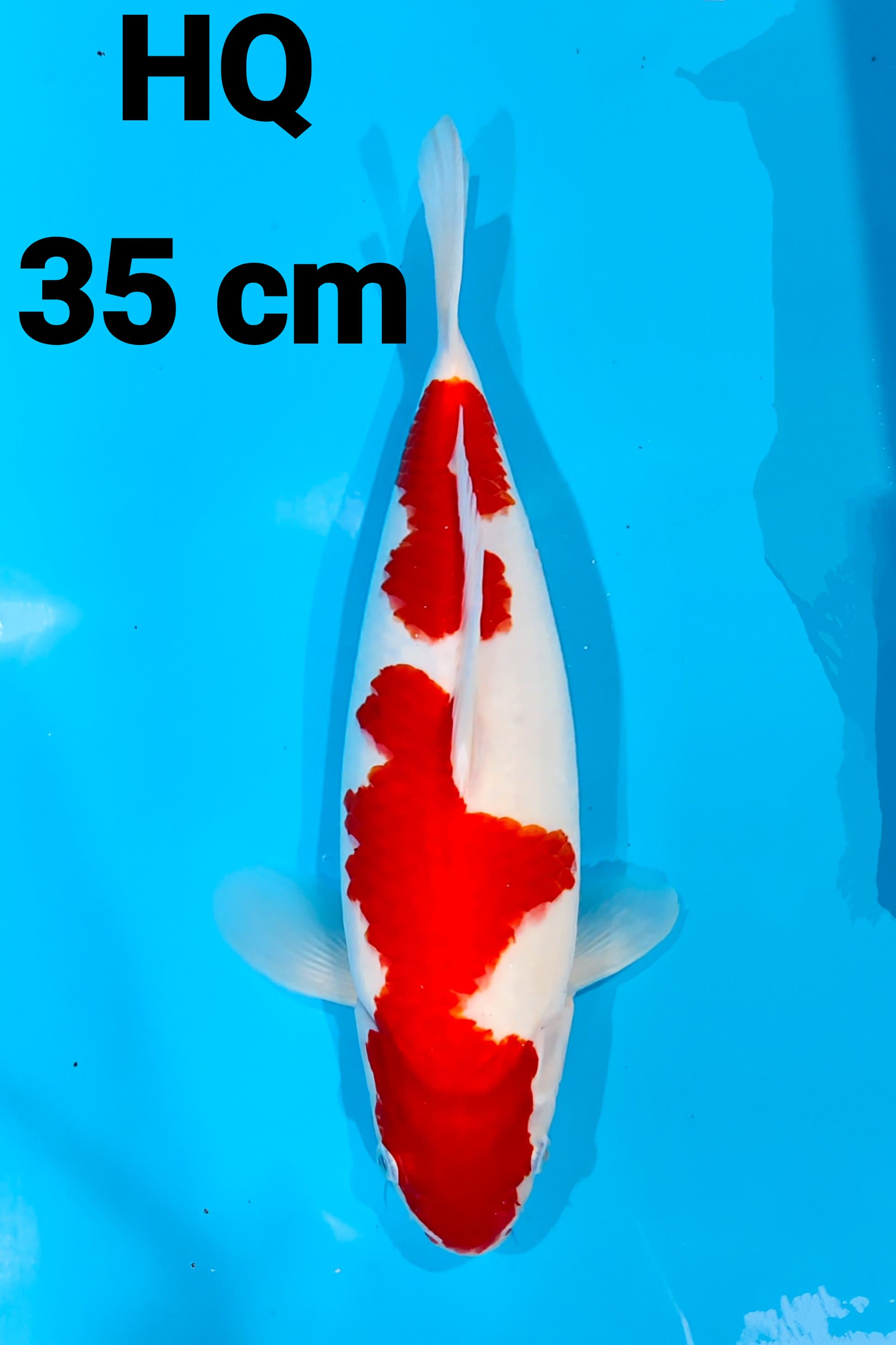 KOHAKU ORI HQ 35cm