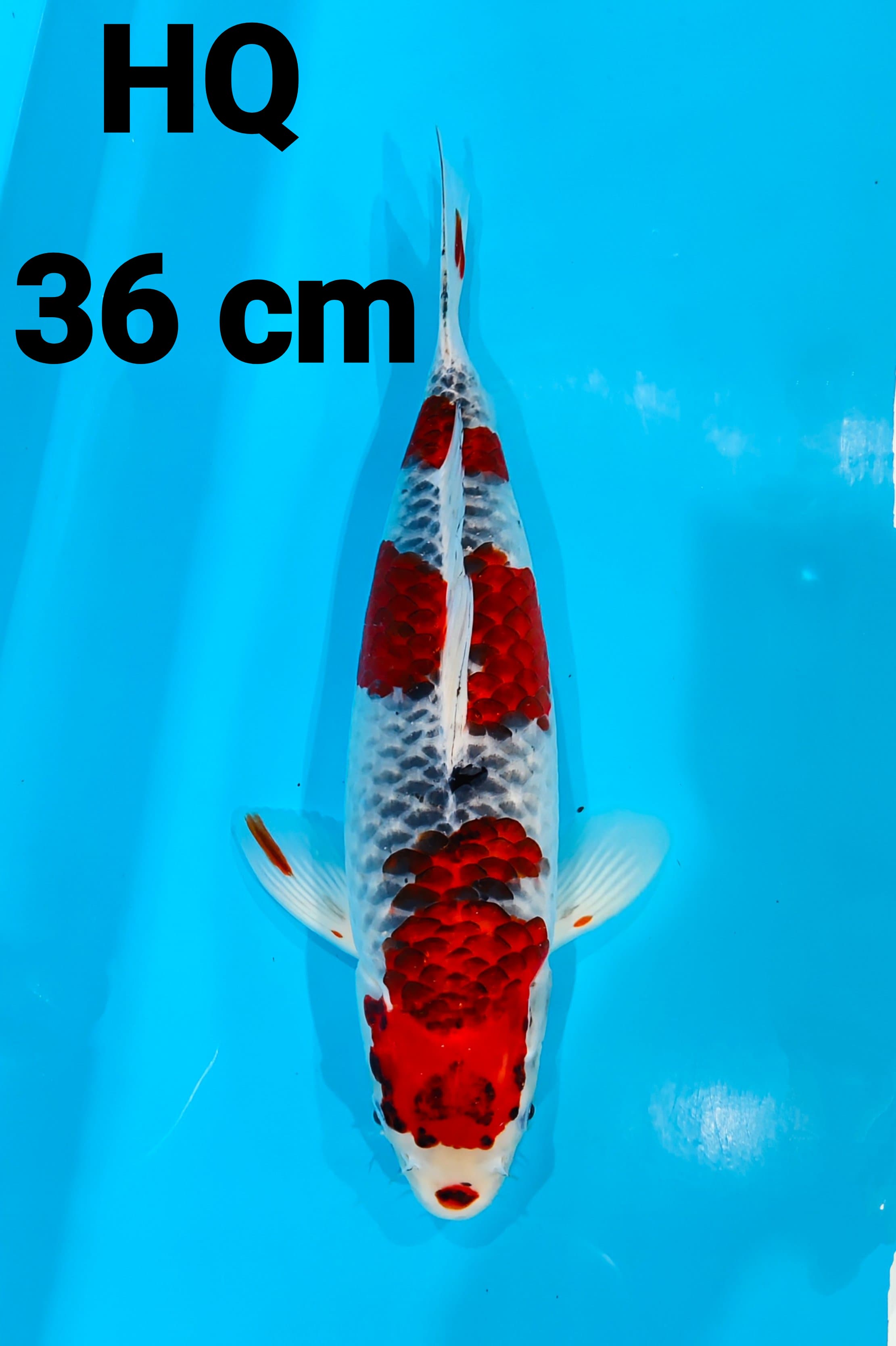 GOSHIKI ORI HQ 36cm