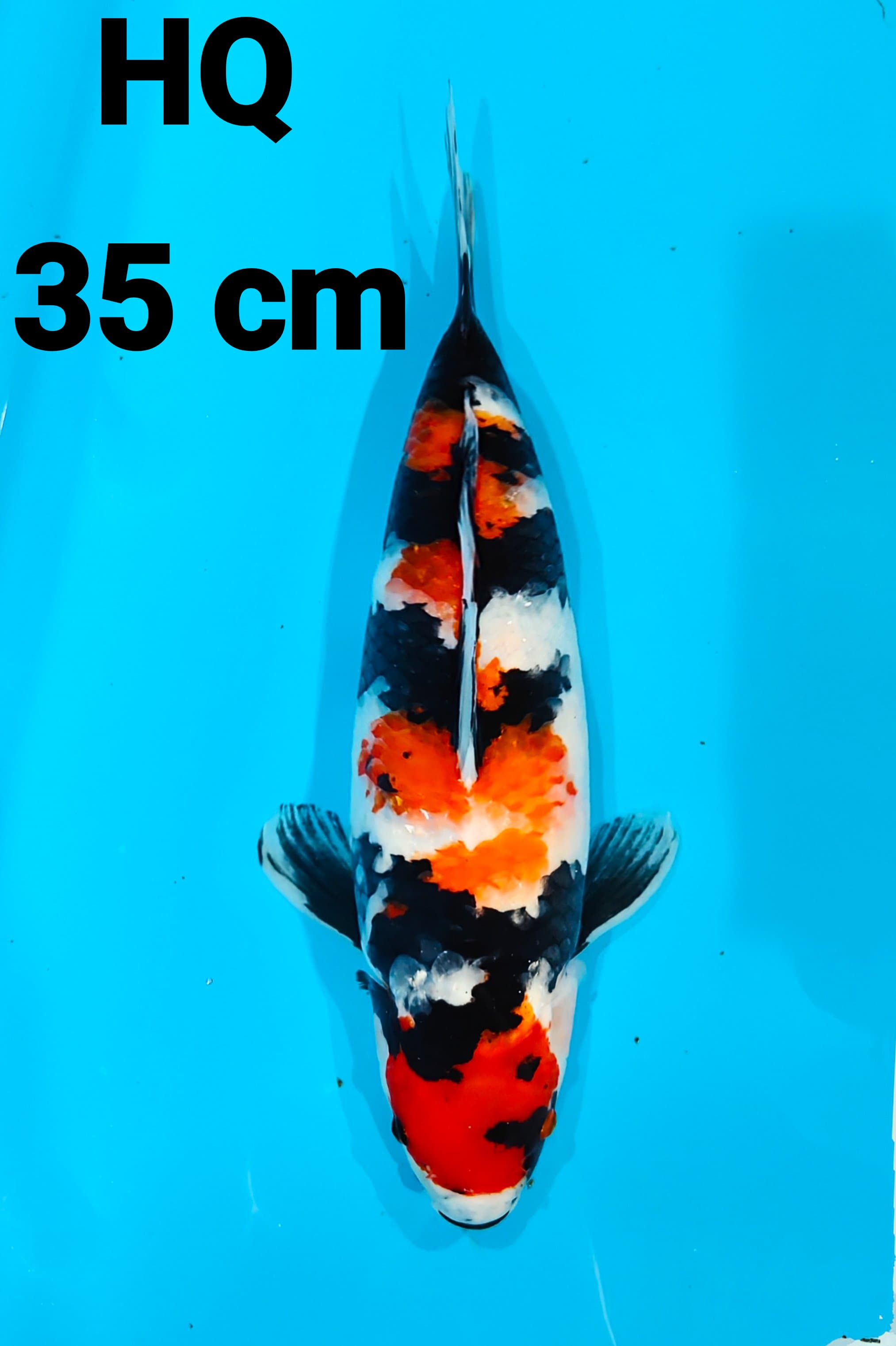 SHOWA ORI HQ 35cm