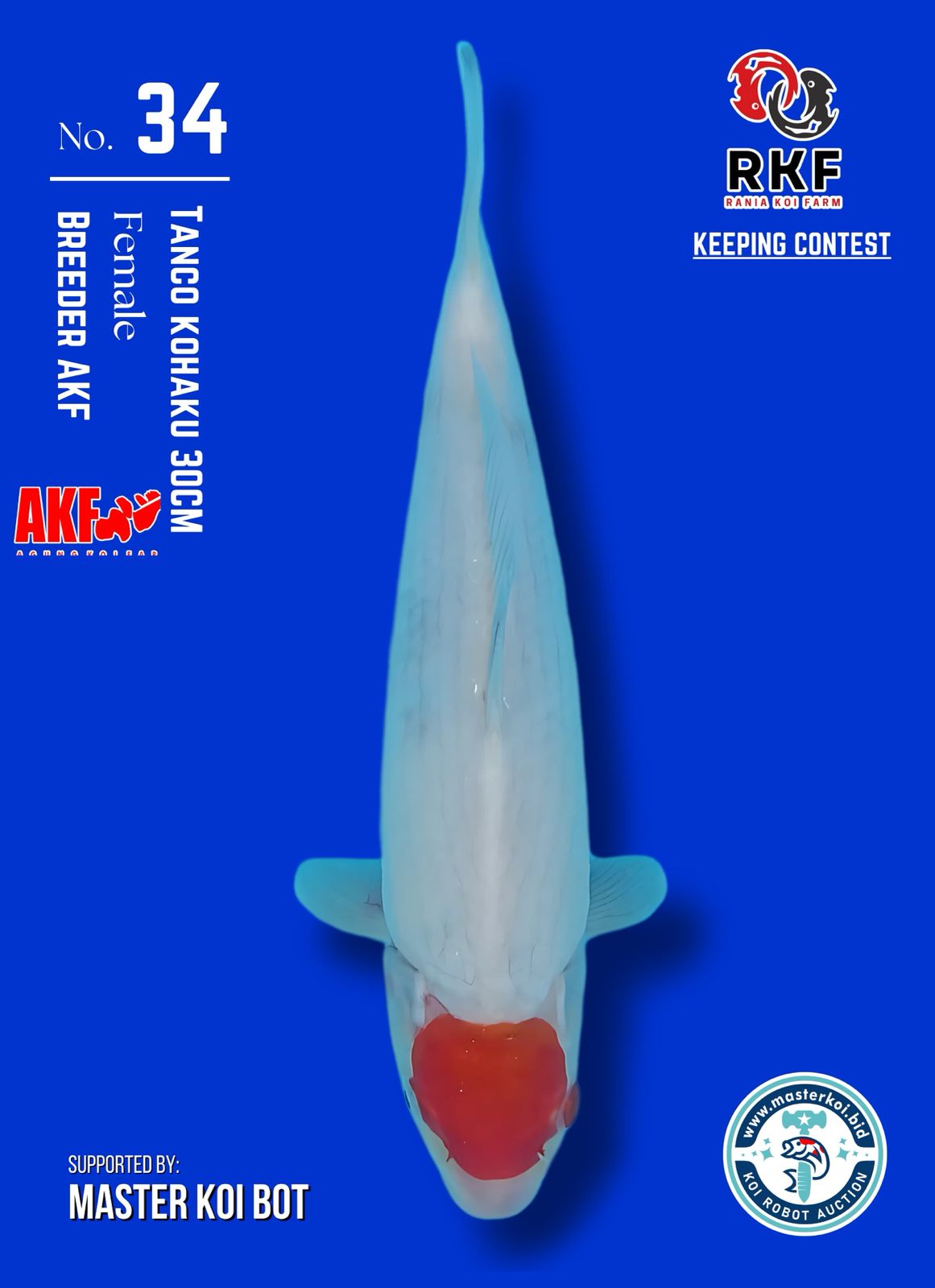 TANCHO KOHAKU 30cm