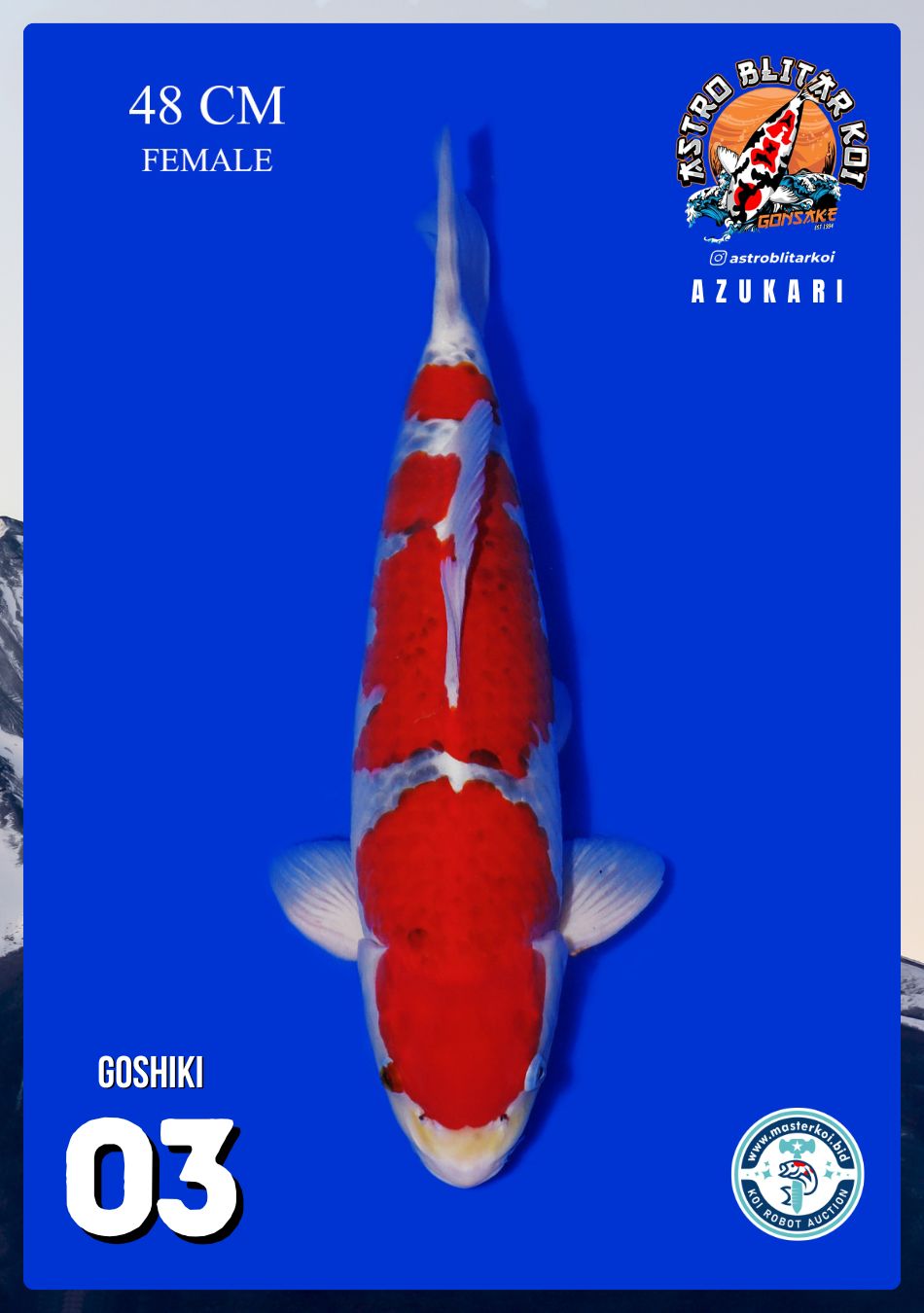 GOSHIKI 48cm