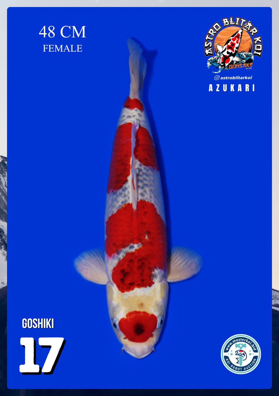 GOSHIKI 48cm