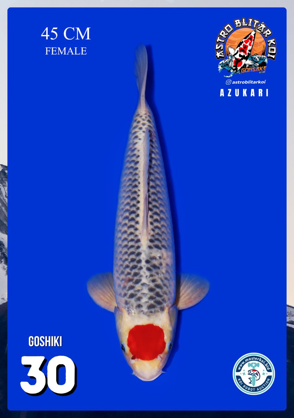 GOSHIKI 45cm