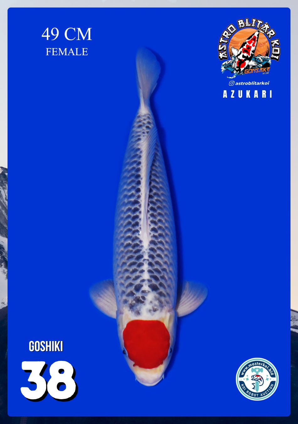 GOSHIKI 49cm