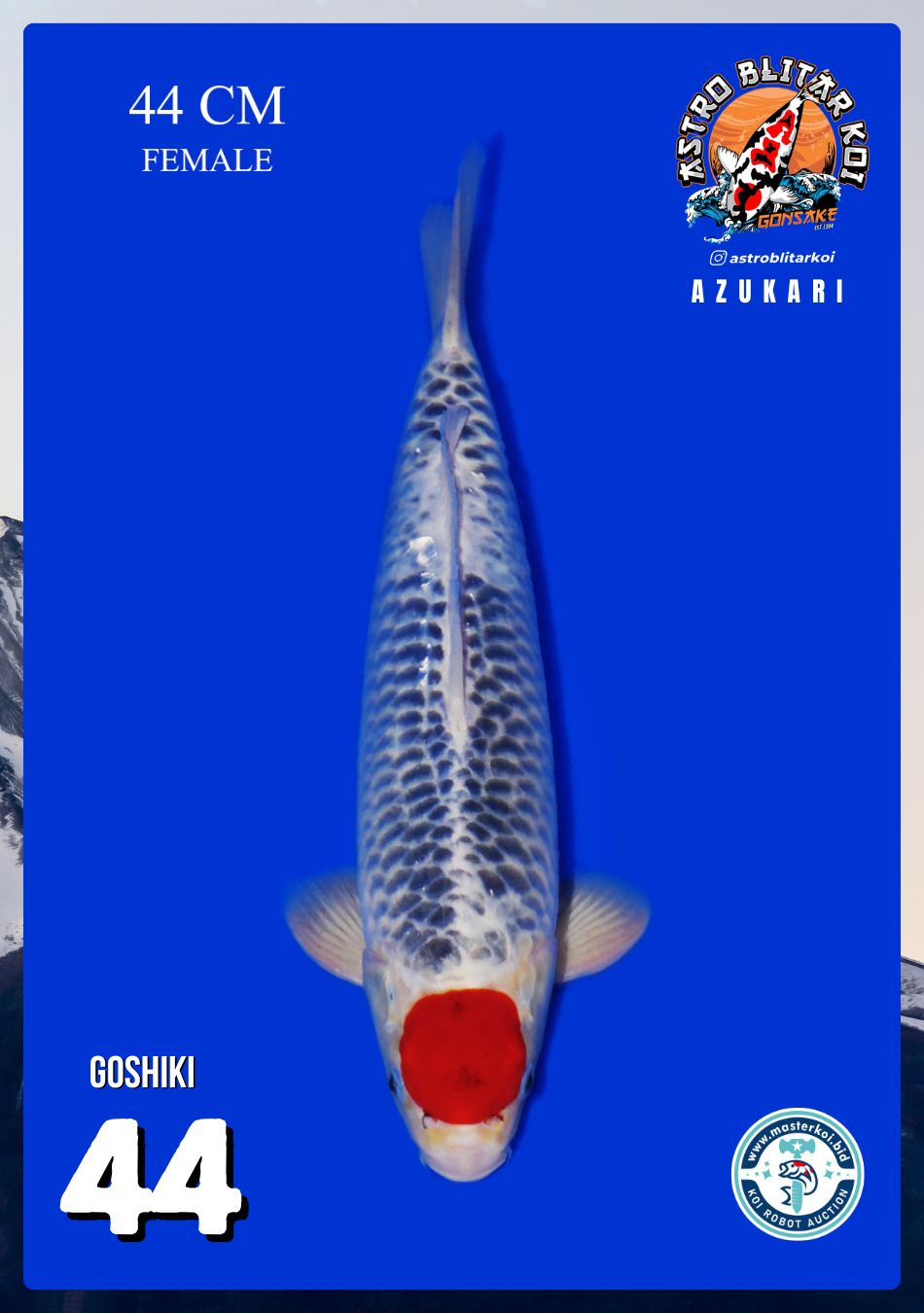 GOSHIKI 44cm