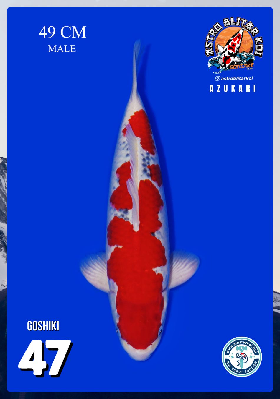 GOSHIKI 49cm