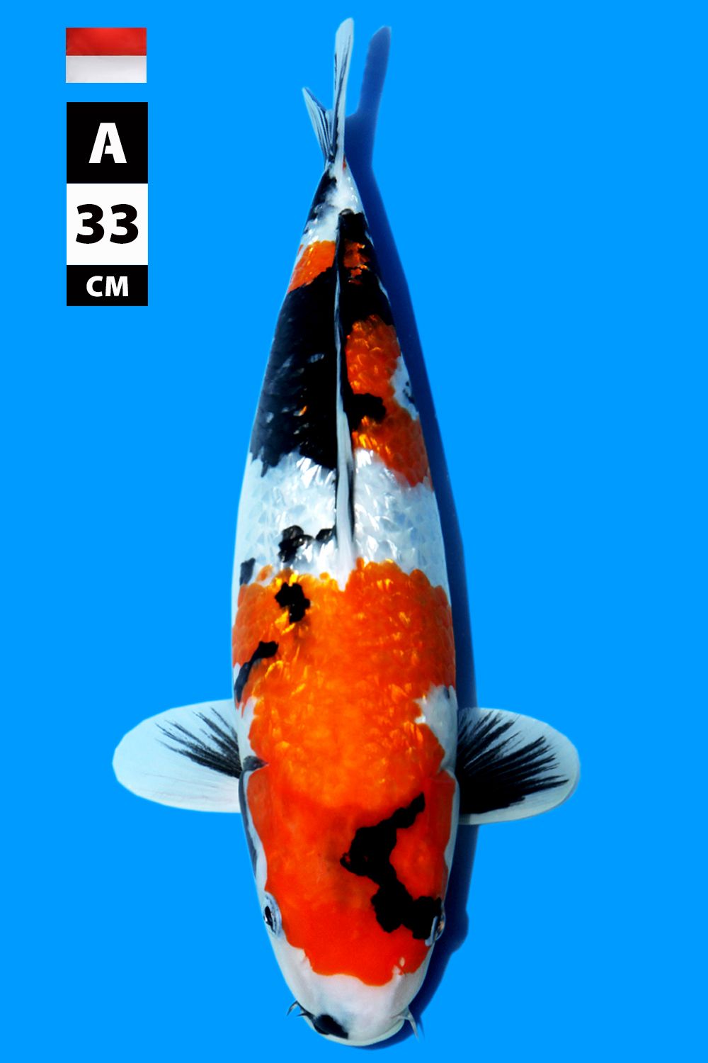 GINRIN SHOWA INDONESIAN BREEDER 33cm