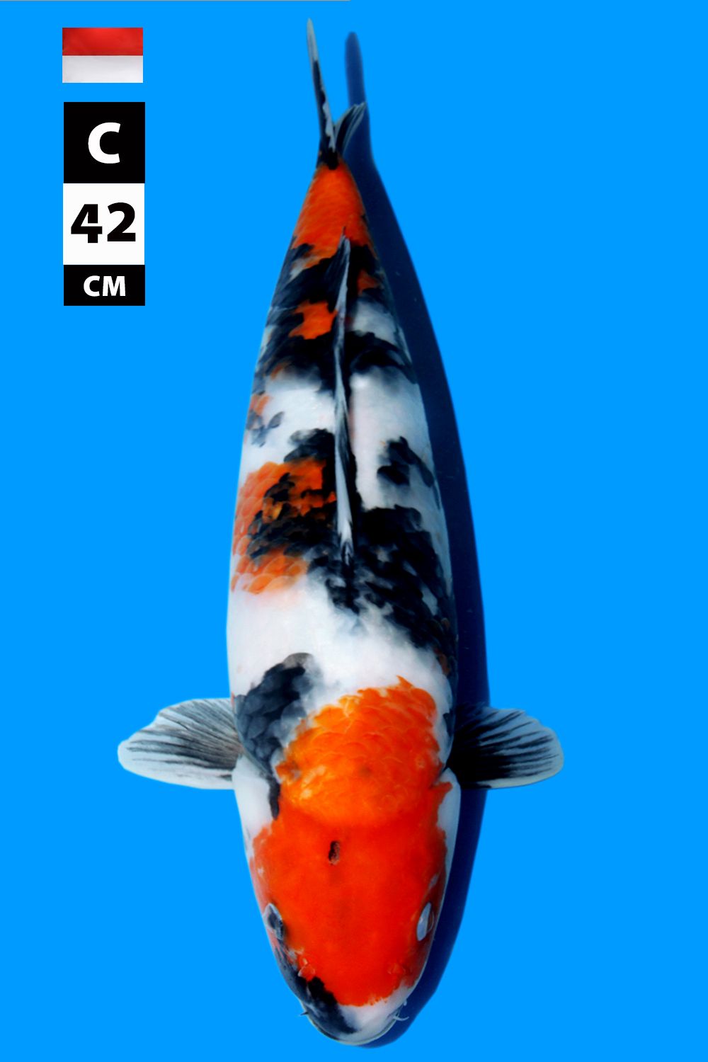 SHOWA INDONESIAN BREEDER 42cm