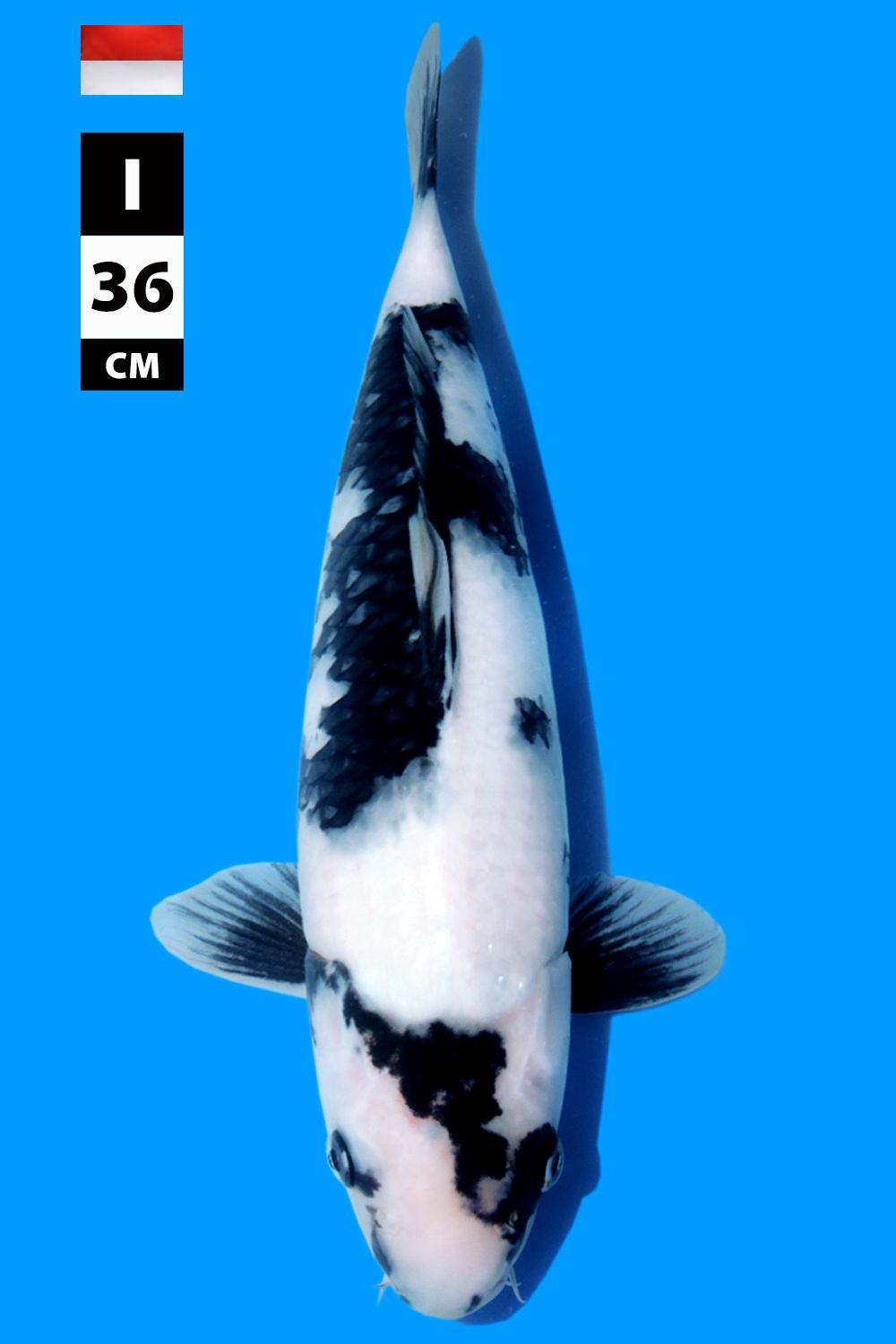 SHIRO UTSURI INDONESIAN BREEDER 36cm