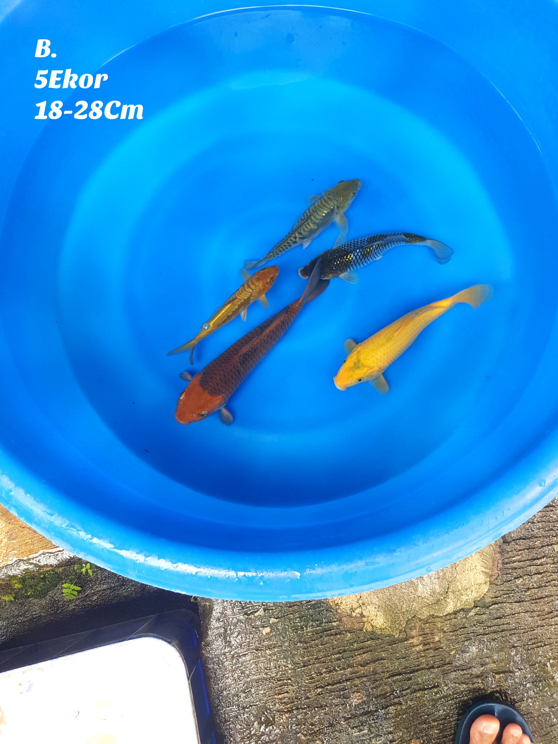 PAKET MIX CALON JUMBO BAKAT PUNUK 5 EKOR 18 28cm