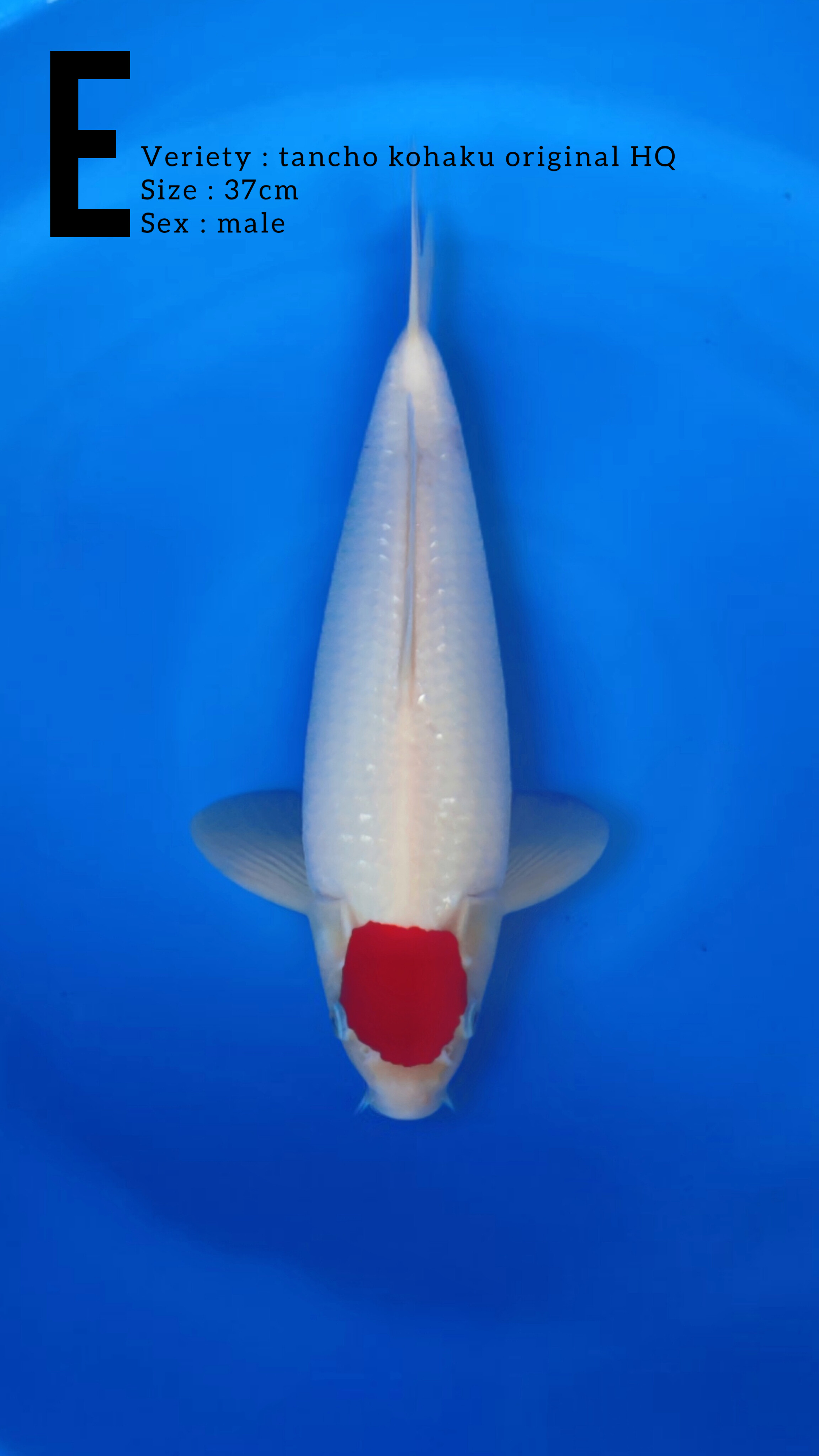 TANCHO KOHAKU SUOER RED 37cm