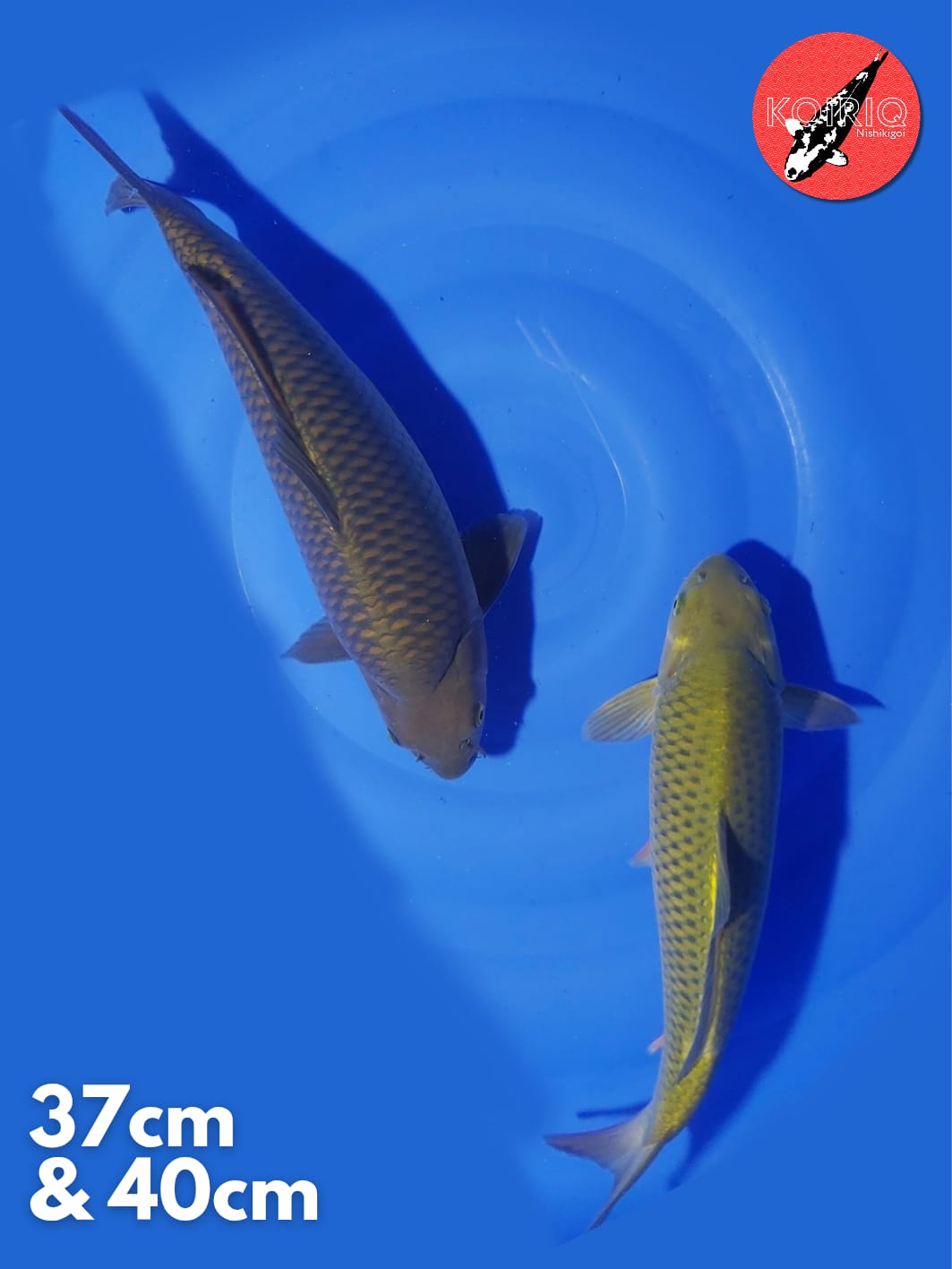 2 EKOR CHAGOI KHUSNUL 37cm 40cm