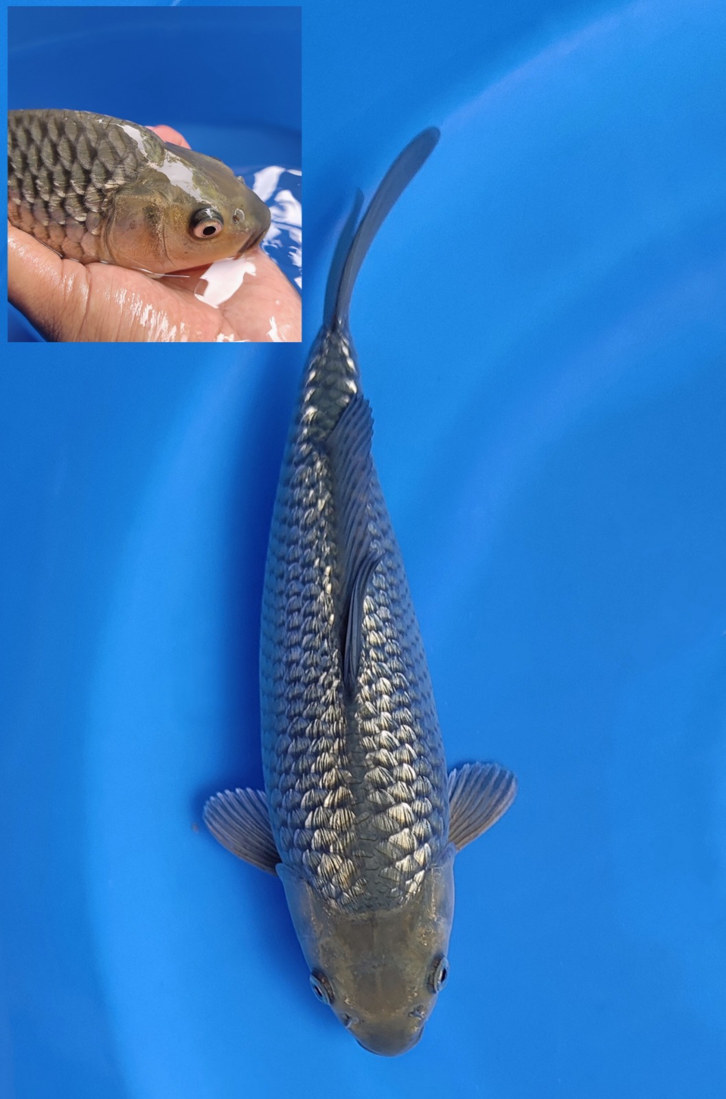 SORAGOI GINDRIN PADATBULKY BERPUNUK SEMI SB 30cm