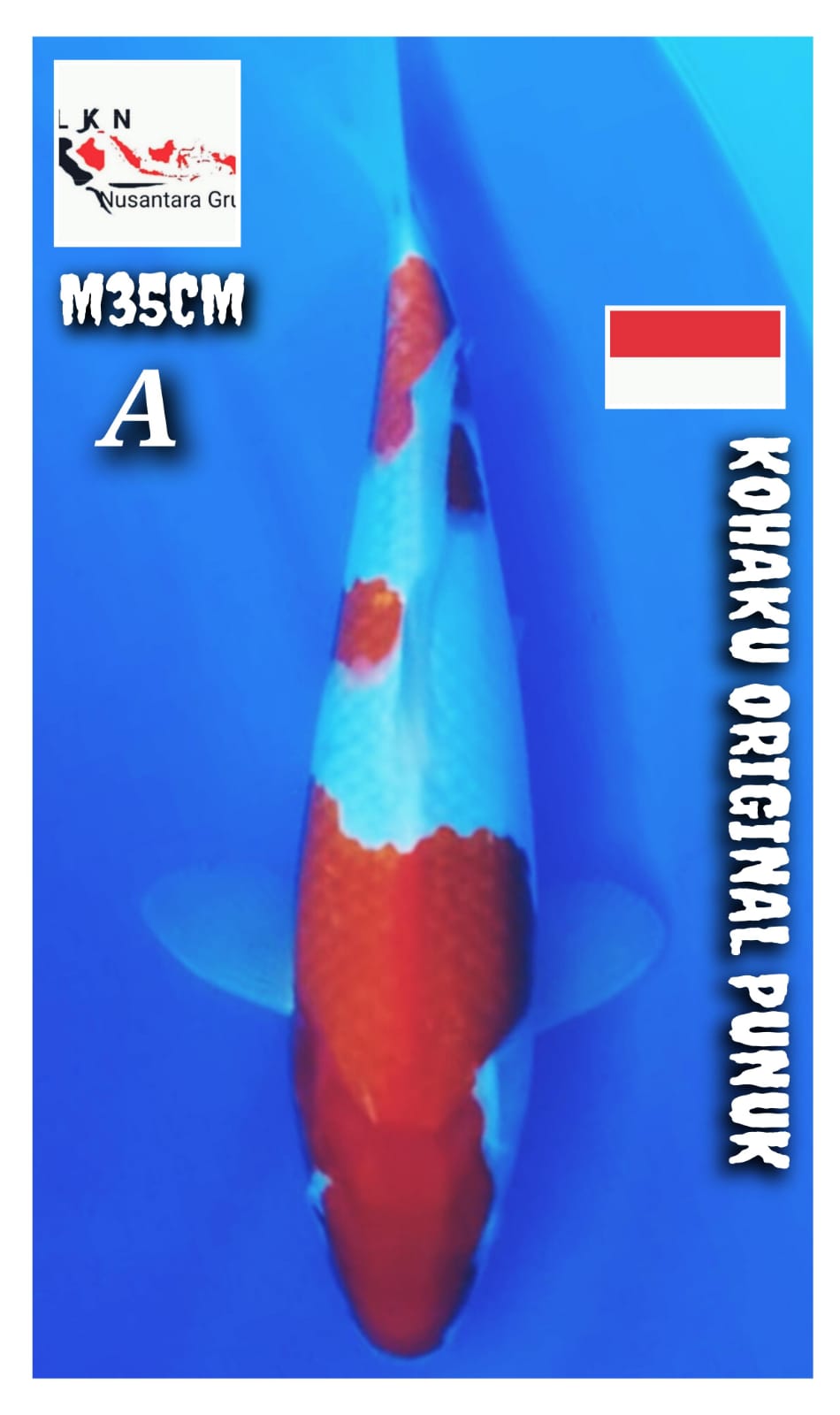 KOHAKU F1 PUNUK ORIGINAL MALE CALON BAKAT JUMBO LOKASI BOJONEGORO 35cm