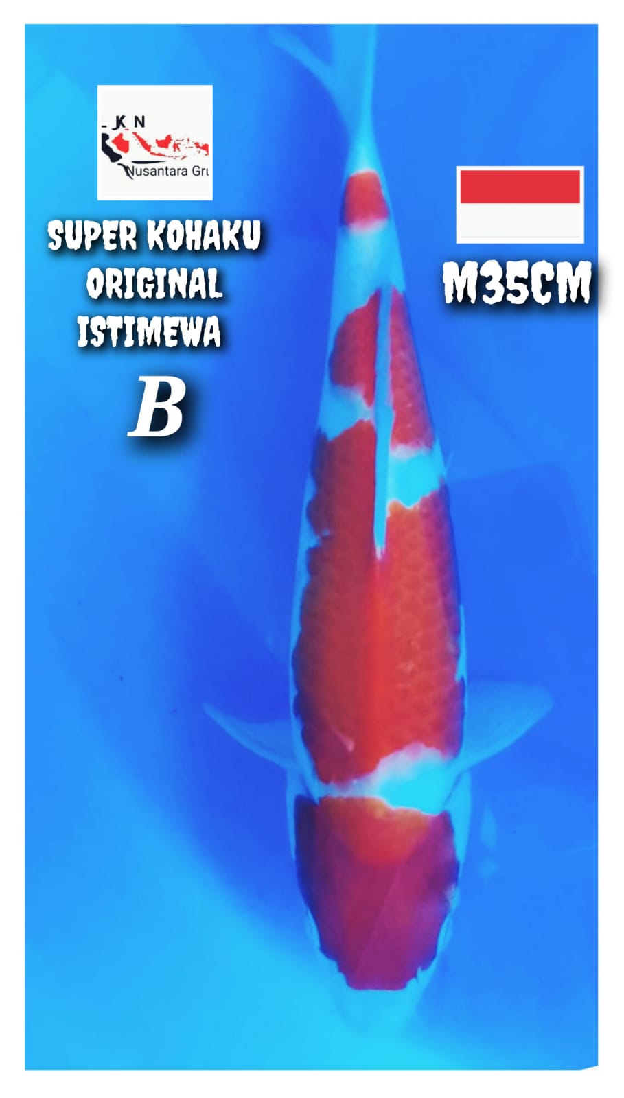 SUPER KOHAKU ORIGINAL MALE ISTIMEWA LOKASI BOJONEGORO 35cm