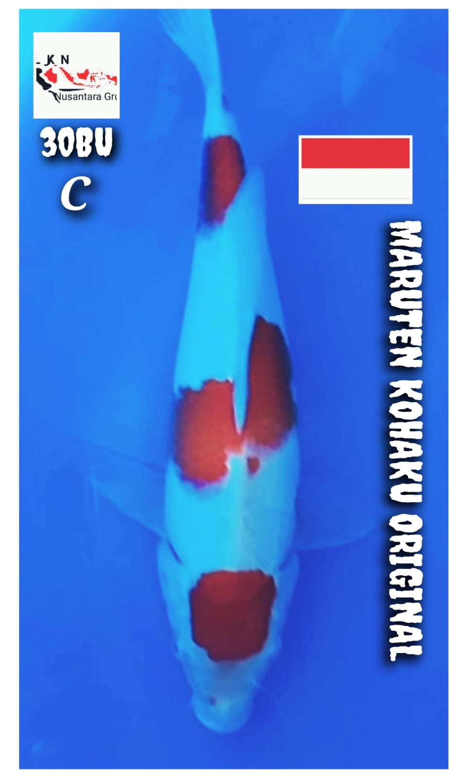 MARUTEN KOHAKU ORIGINAL LOKASI BOJONEGORO 30BU 29cm