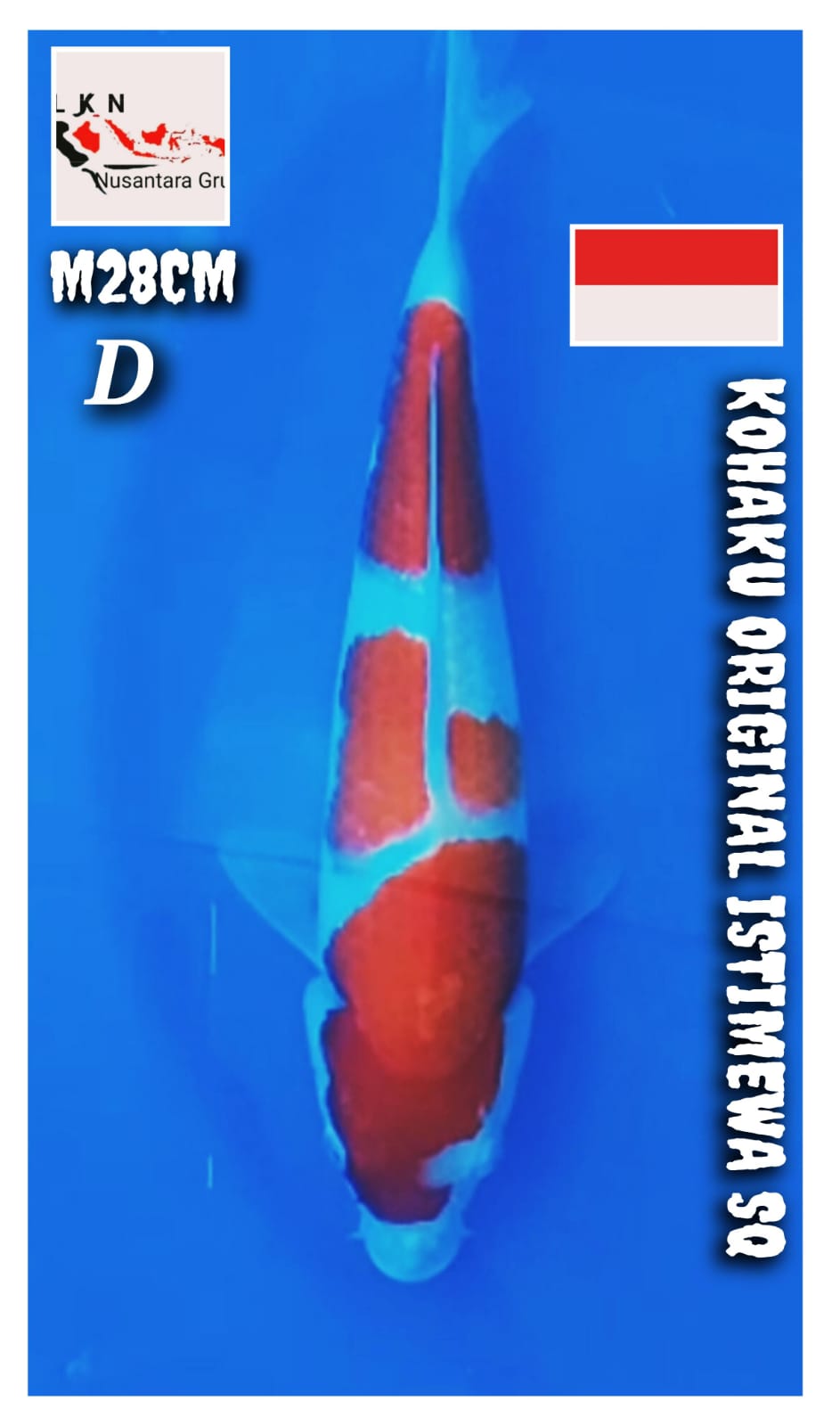 KOHAKU SQ ORIGINAL MALE LOKASI BOJONEGORO 28cm