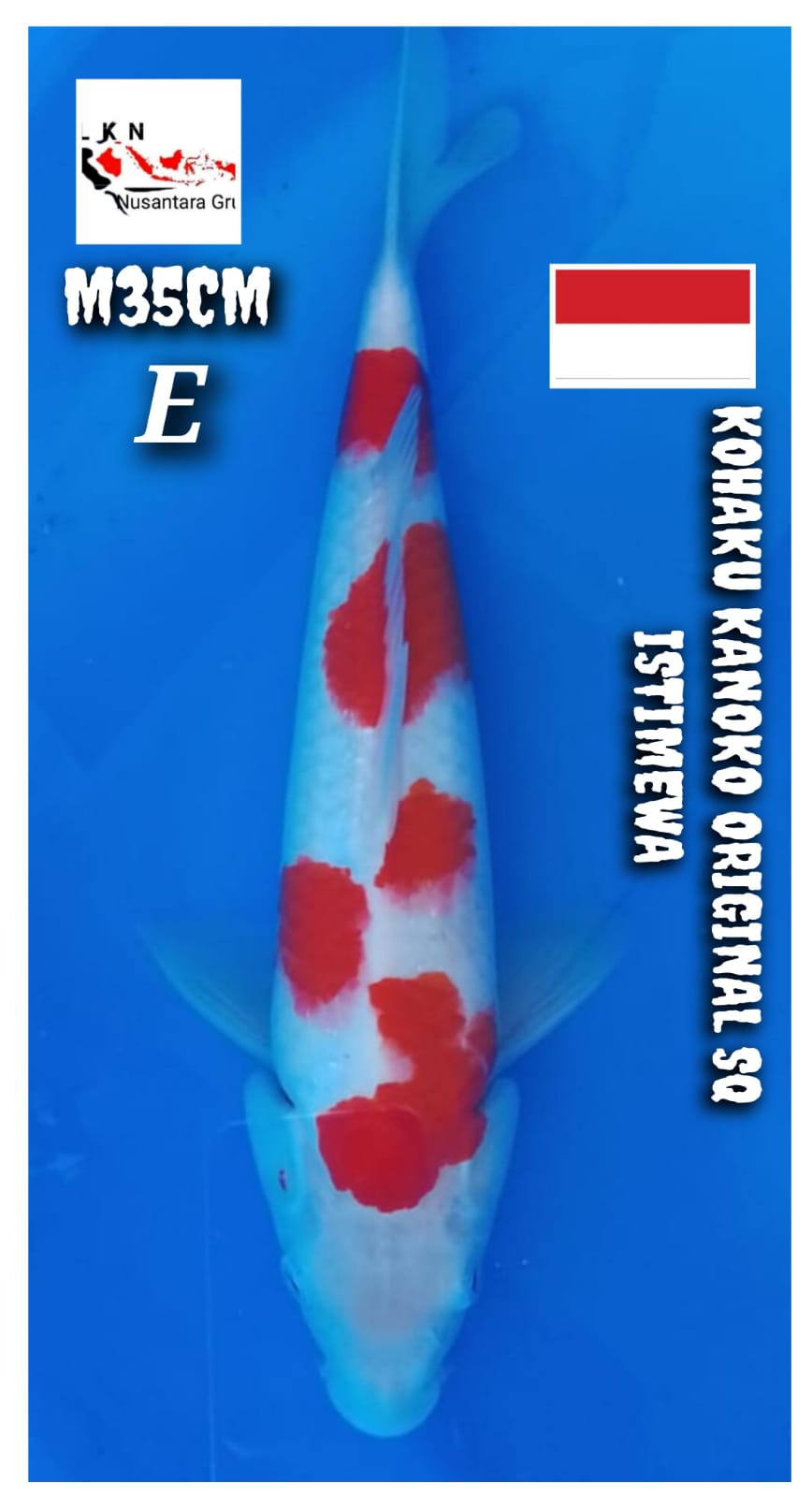 KOHAKU KANOKO MALE SQ ORIGINAL LOKASI BOJONEGORO 35cm