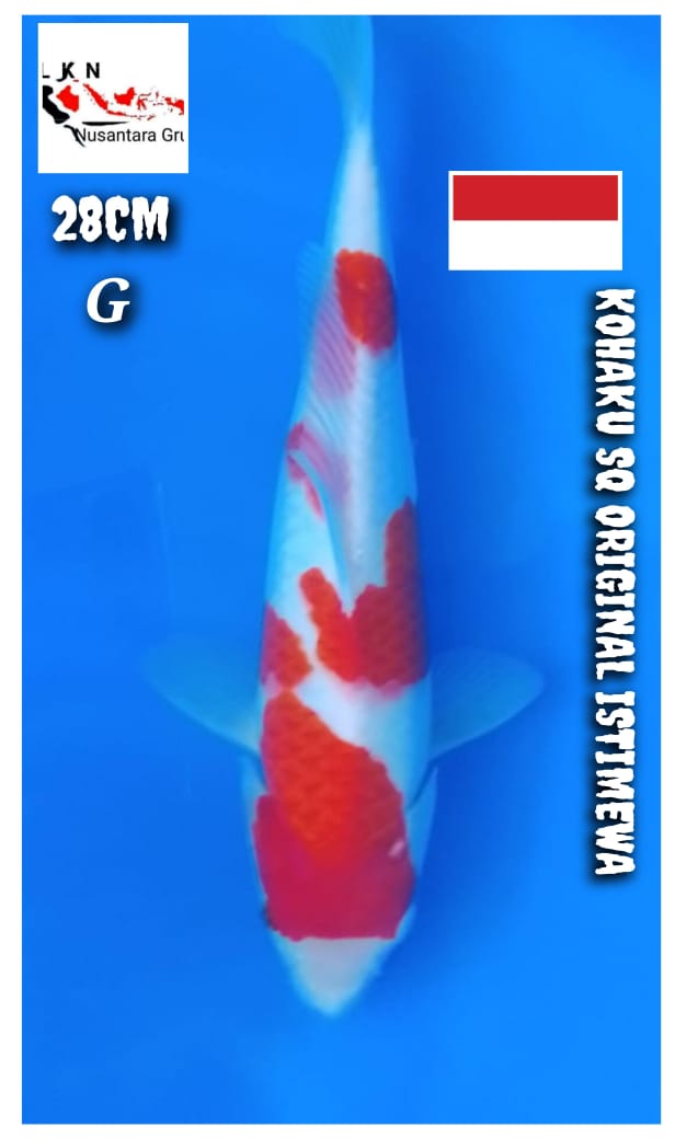 KOHAKU SQ ORIGINAL ISTIMEWA BAKAT JUMBO LOKASI BOJONEGORO 28cm