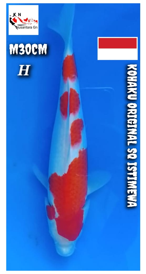 KOHAKU ORIGINAL SQ ISTIMEWA MALE LOKASI BOJONEGORO 30cm