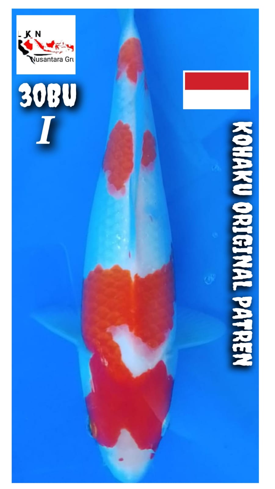 KOHAKU ORIGINAL PATREN LOKASI BOJONEGORO 30BU 28cm