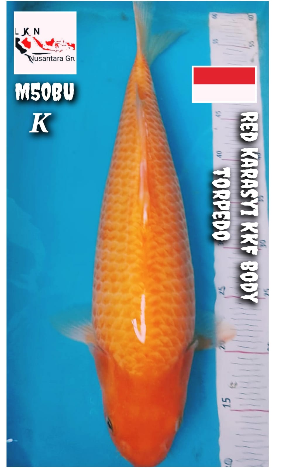 RED KARASYI JUMBO MALE KKF BODY TORPEDO LOKASI BOJONEGORO 50BU 49cm