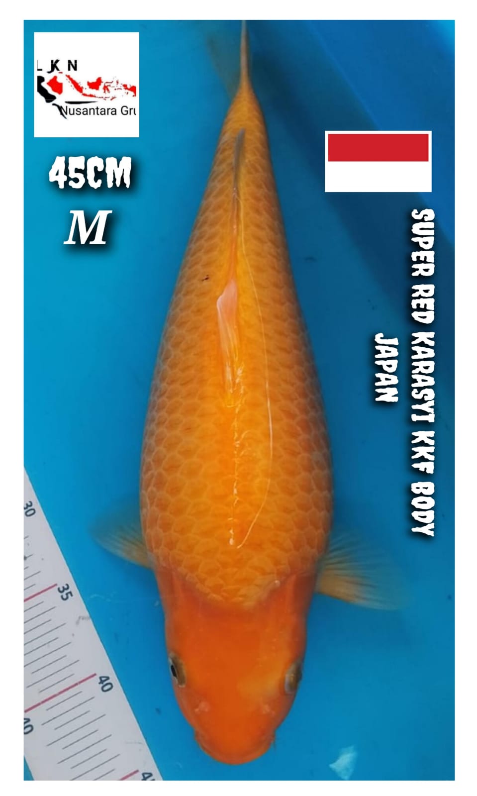 SUPER RED KARASYI KKF BODY IKAN JAPAN TEBAL PUNUK JUMBO LOKASI BOJONEGORO 45cm