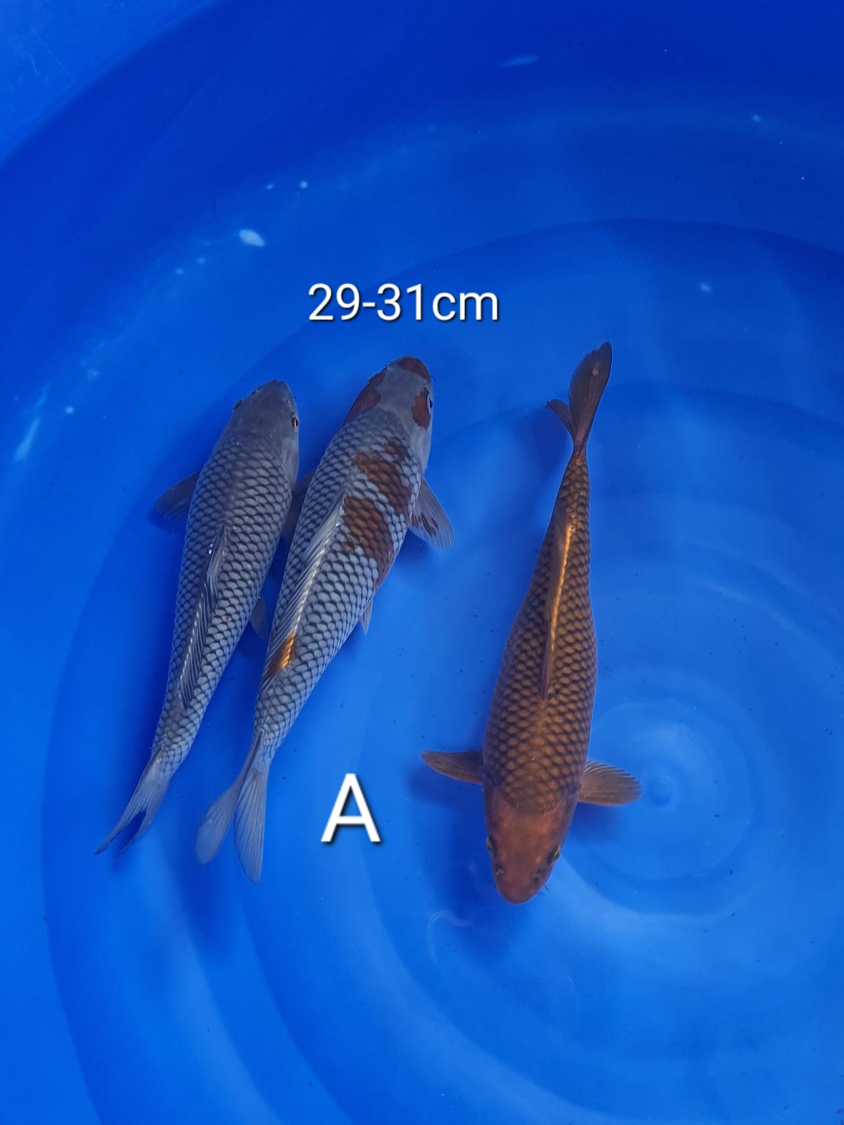 MIX 31cm