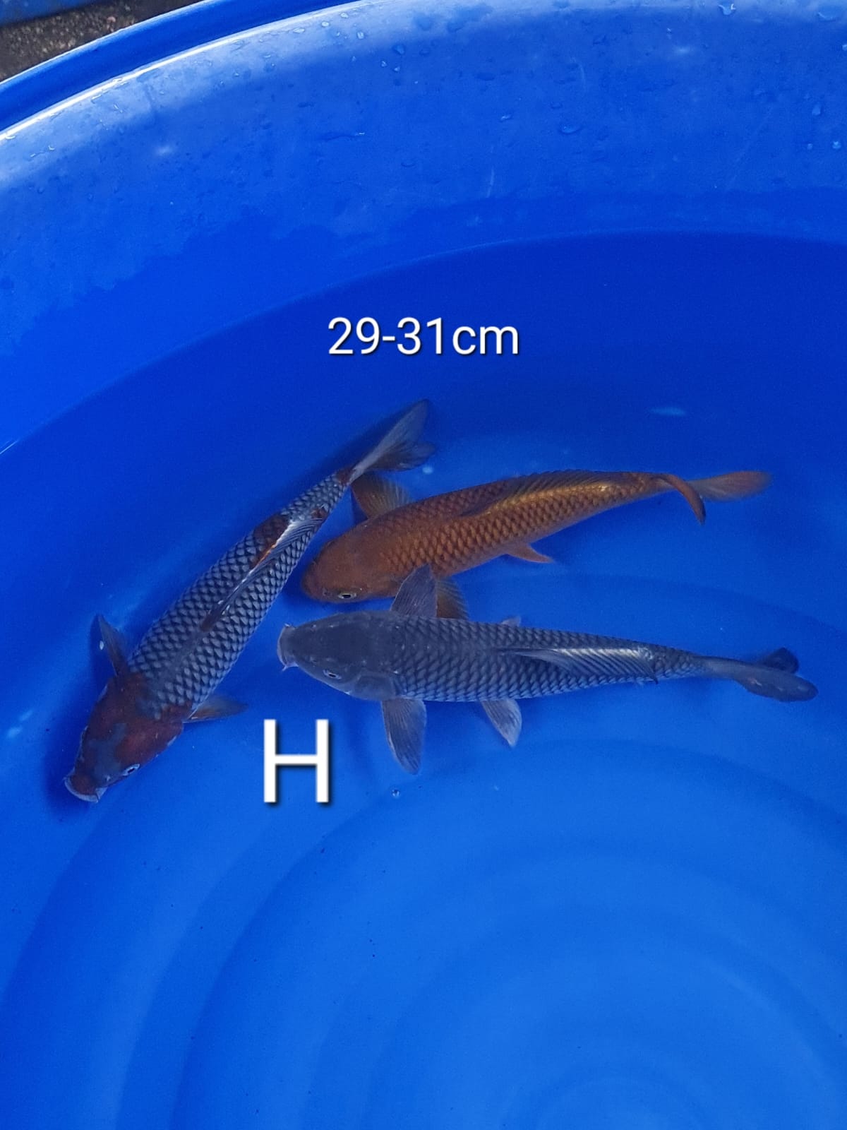 MIX 31cm