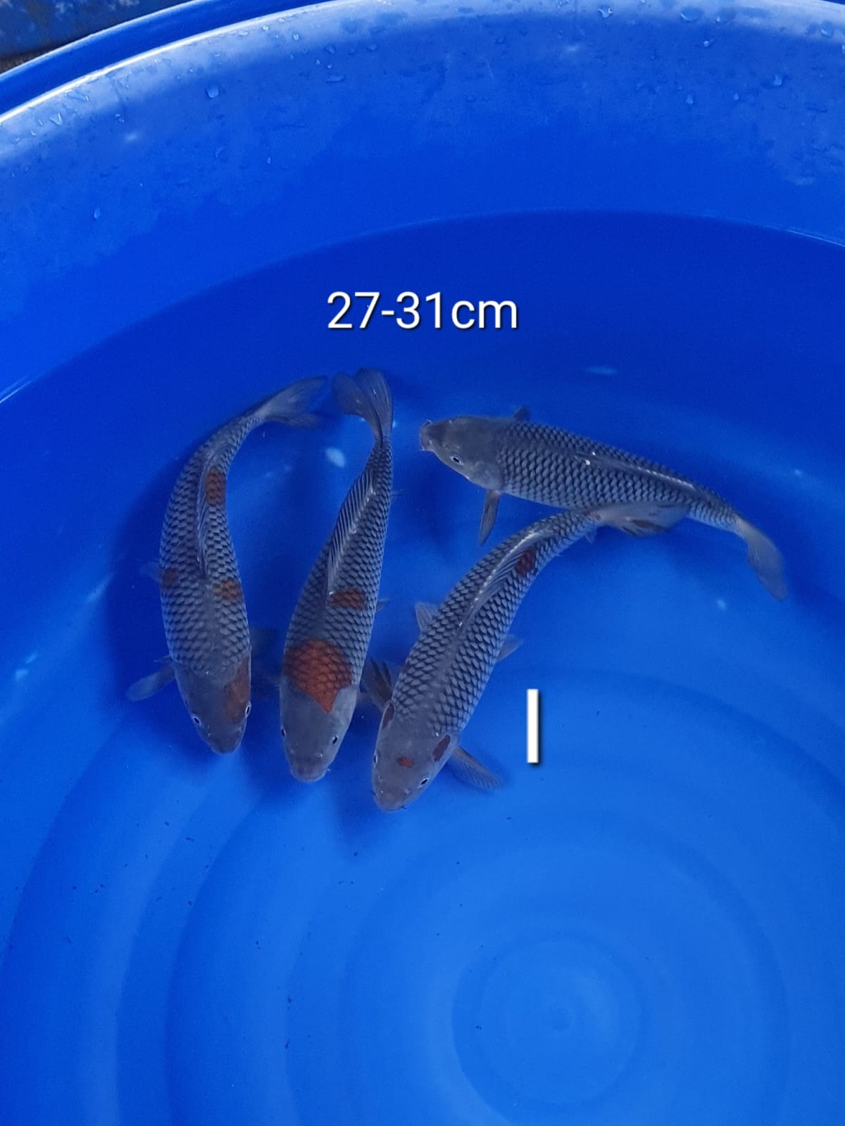 MIX 31cm