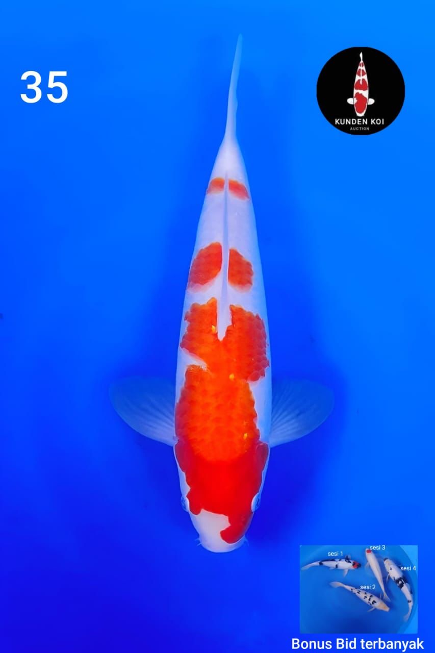 KOHAKU 37cm